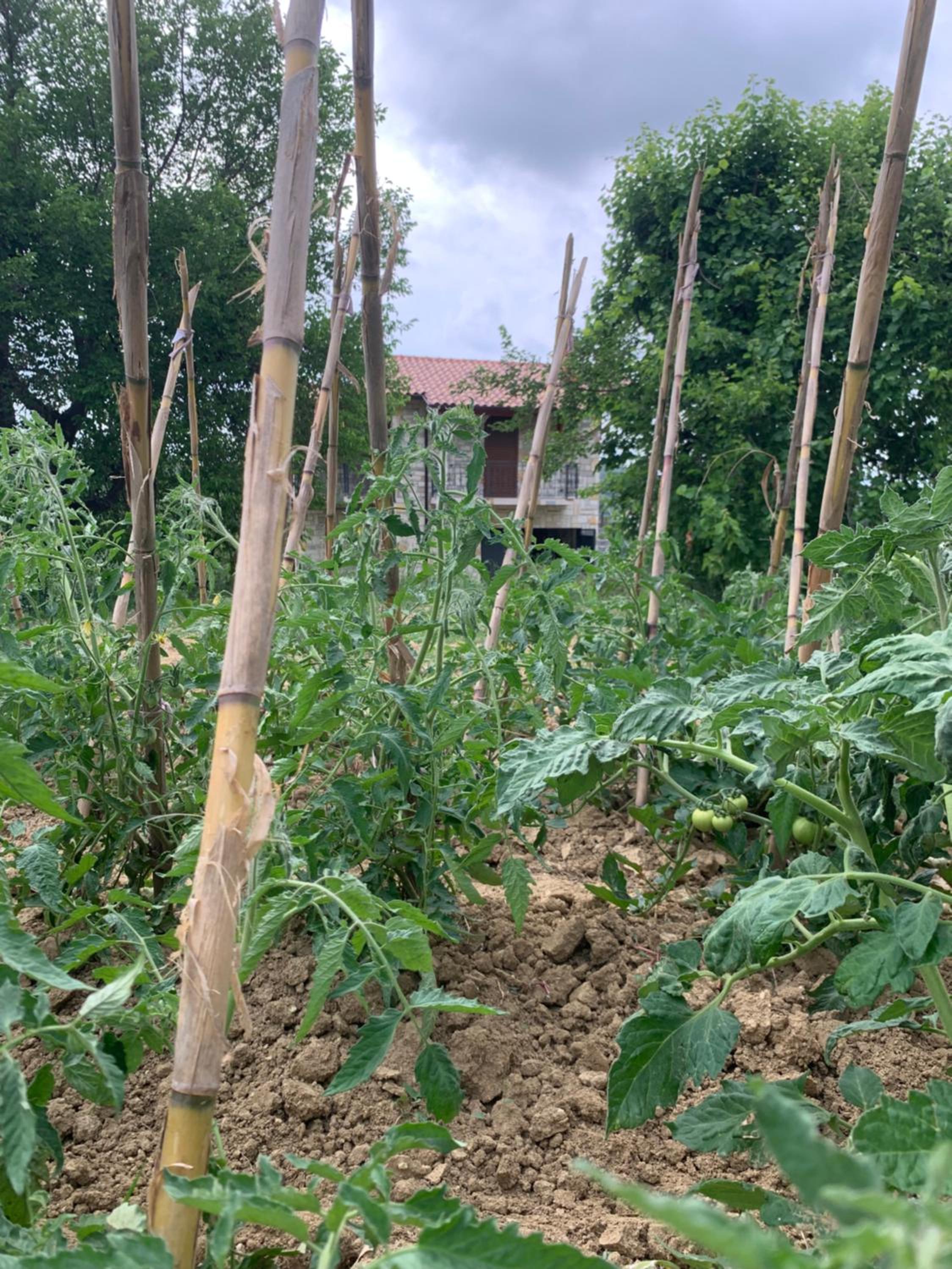 Shehu Villa