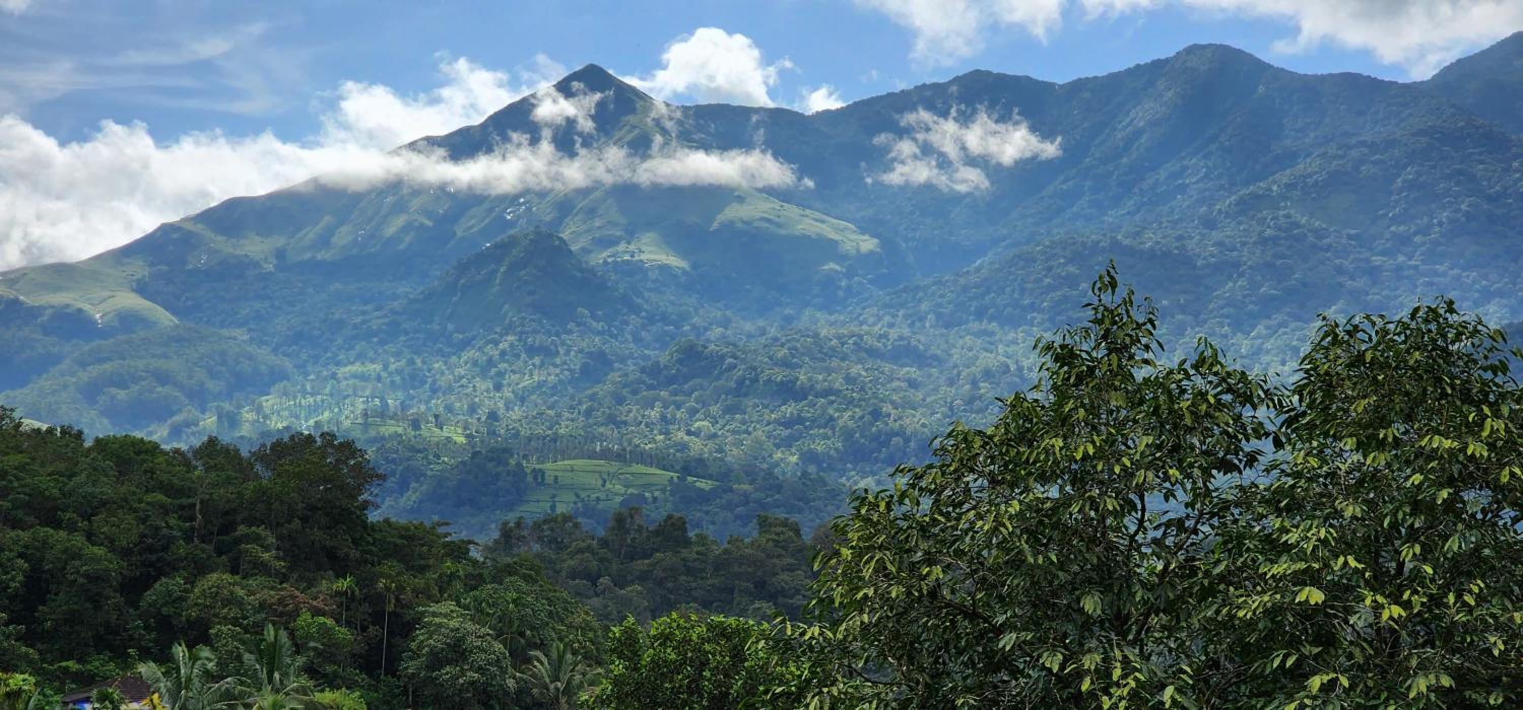 treevillawayanad
