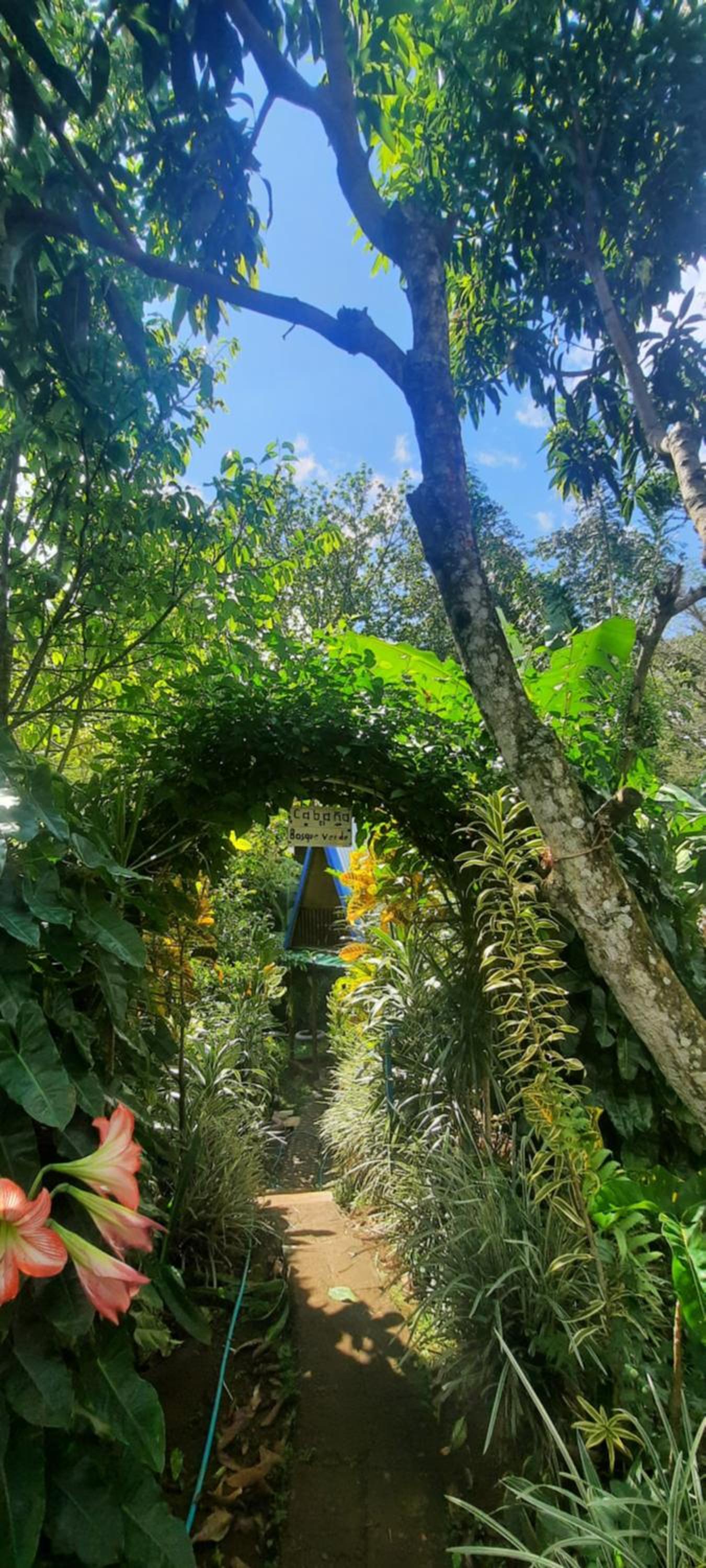 Cabaña bosque verde