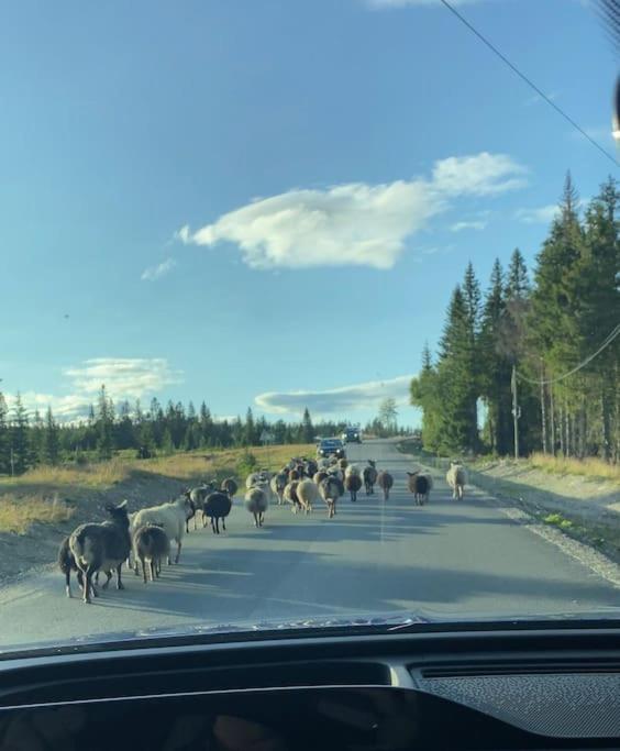 Hyttekos og ro på Budor, 4 roms hytte med peis og wifi view 4