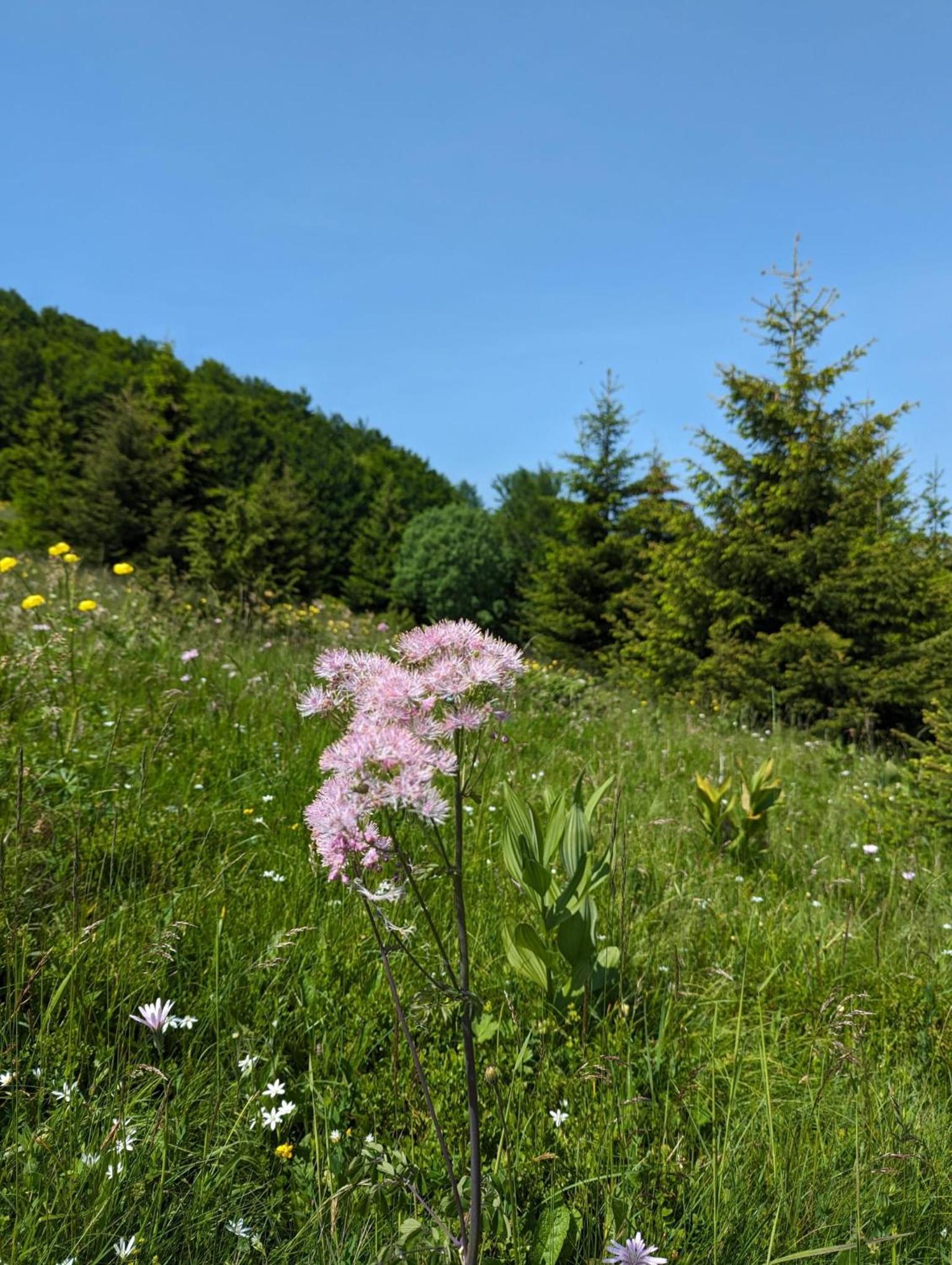 Studio Čuvarkuća