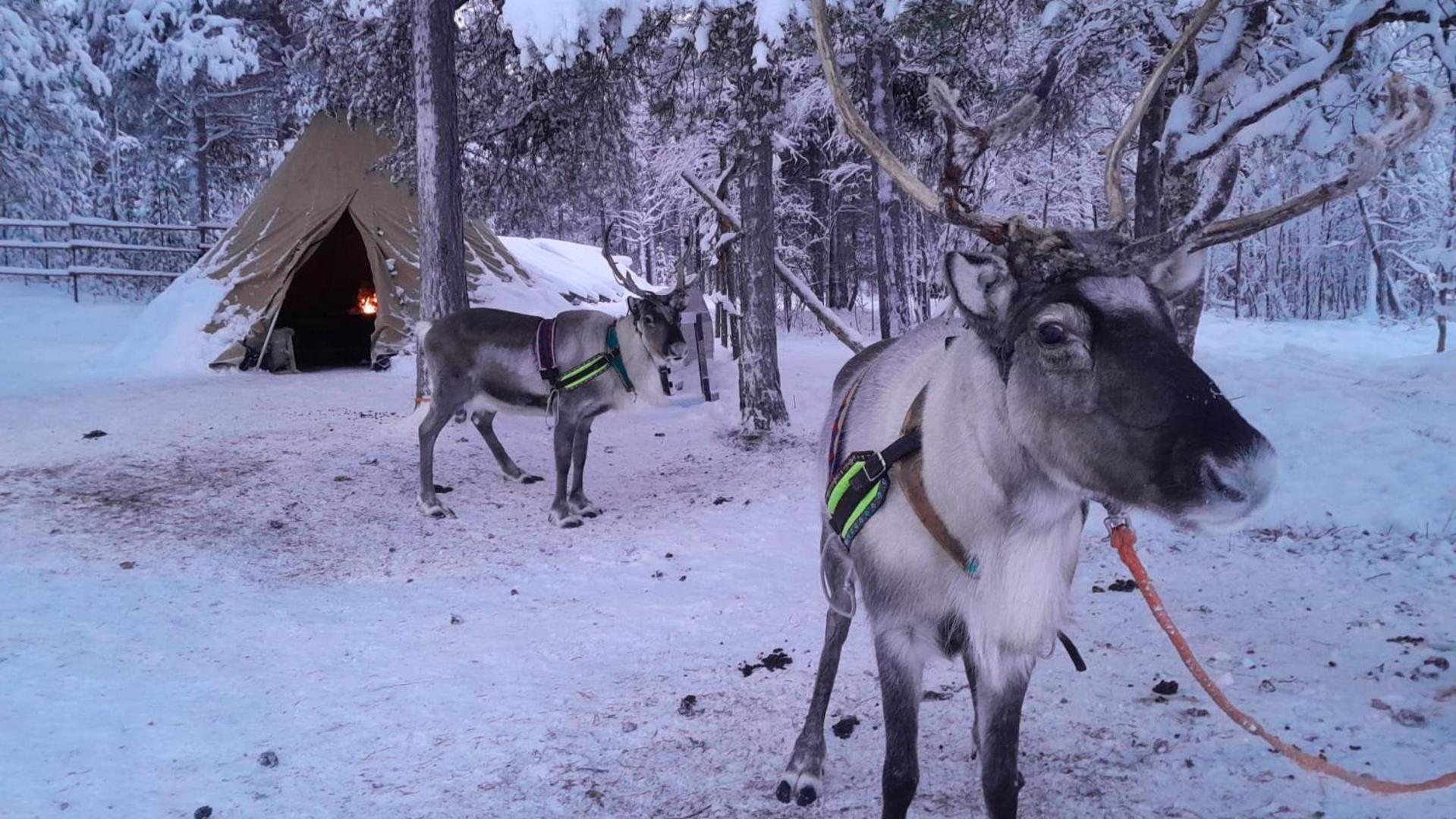 Uusi hirsimökki 7 henkilölle