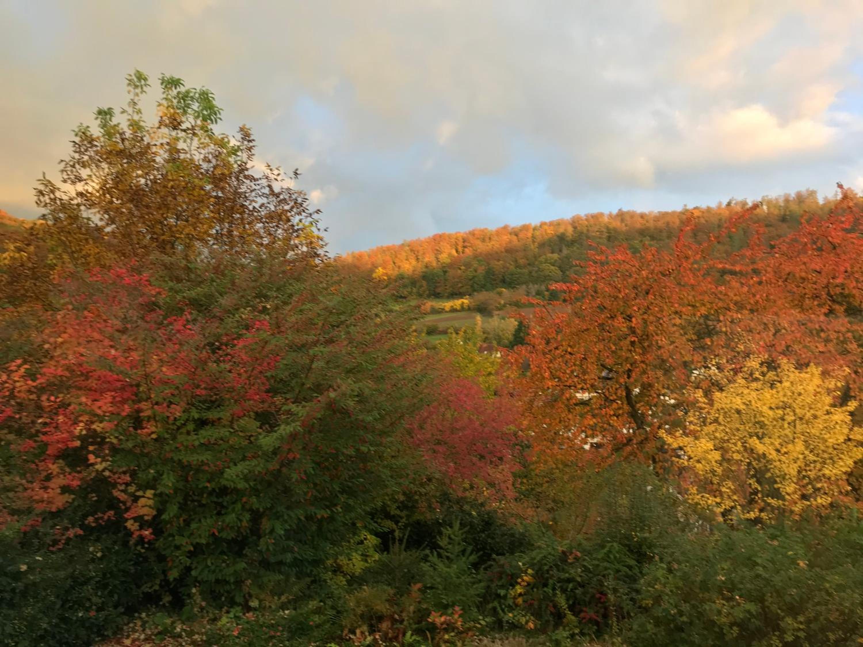 Idyllische Wohnung mitten in der Natur „ Haus Magnolia „
