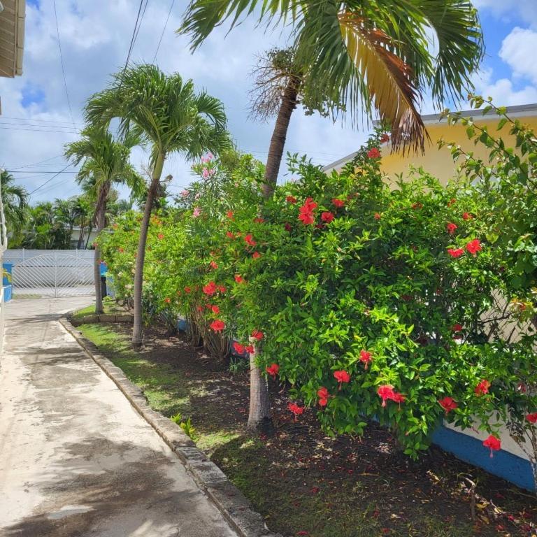 Dolphin Inn Guesthouse & Apartments