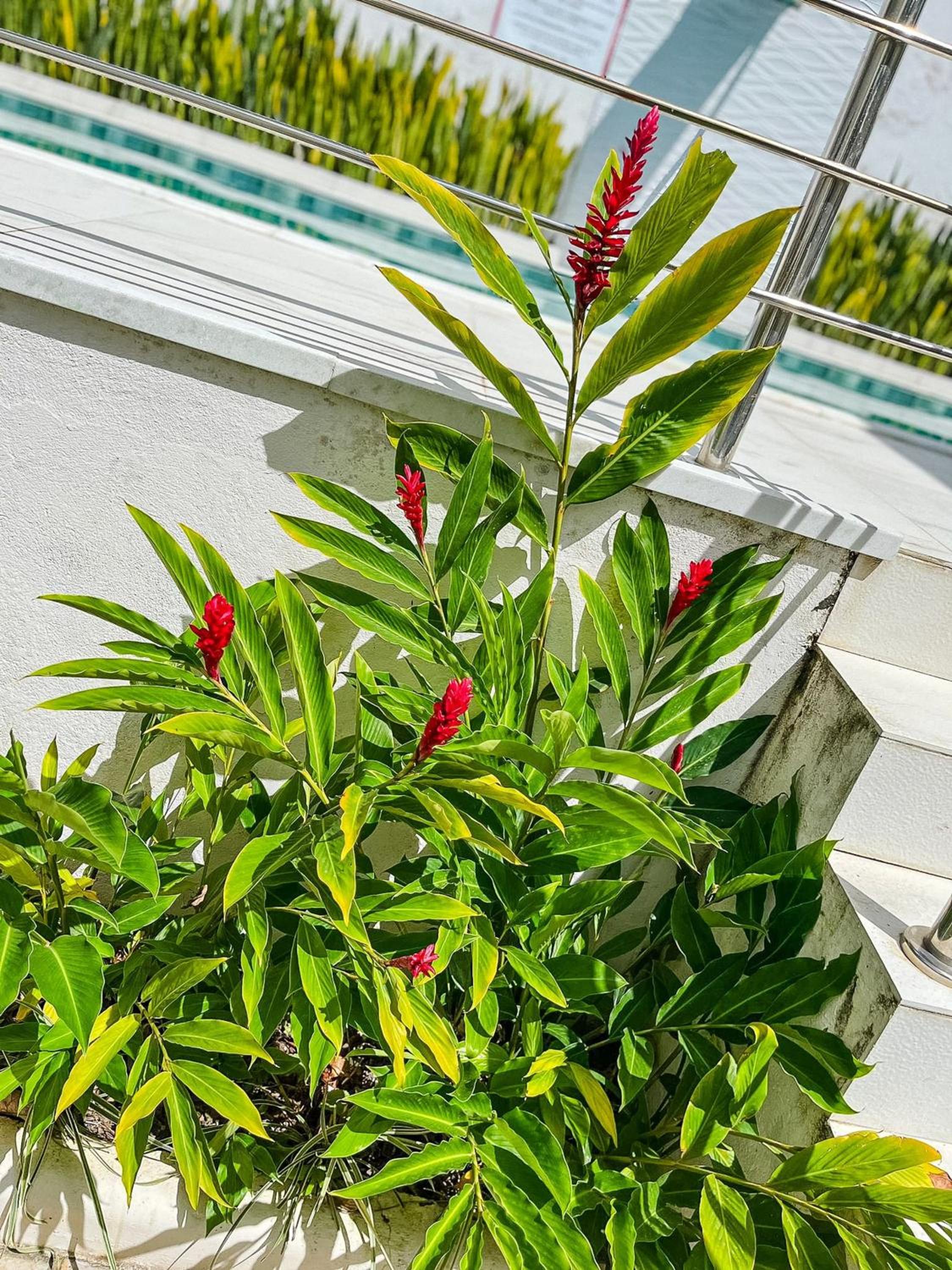 Apto Térreo com 2 quartos (ambos com ar split), sendo 1 suíte, internet privativa 300MBPS, no Residencial Vila Regina, condominio com piscina e área gourme
