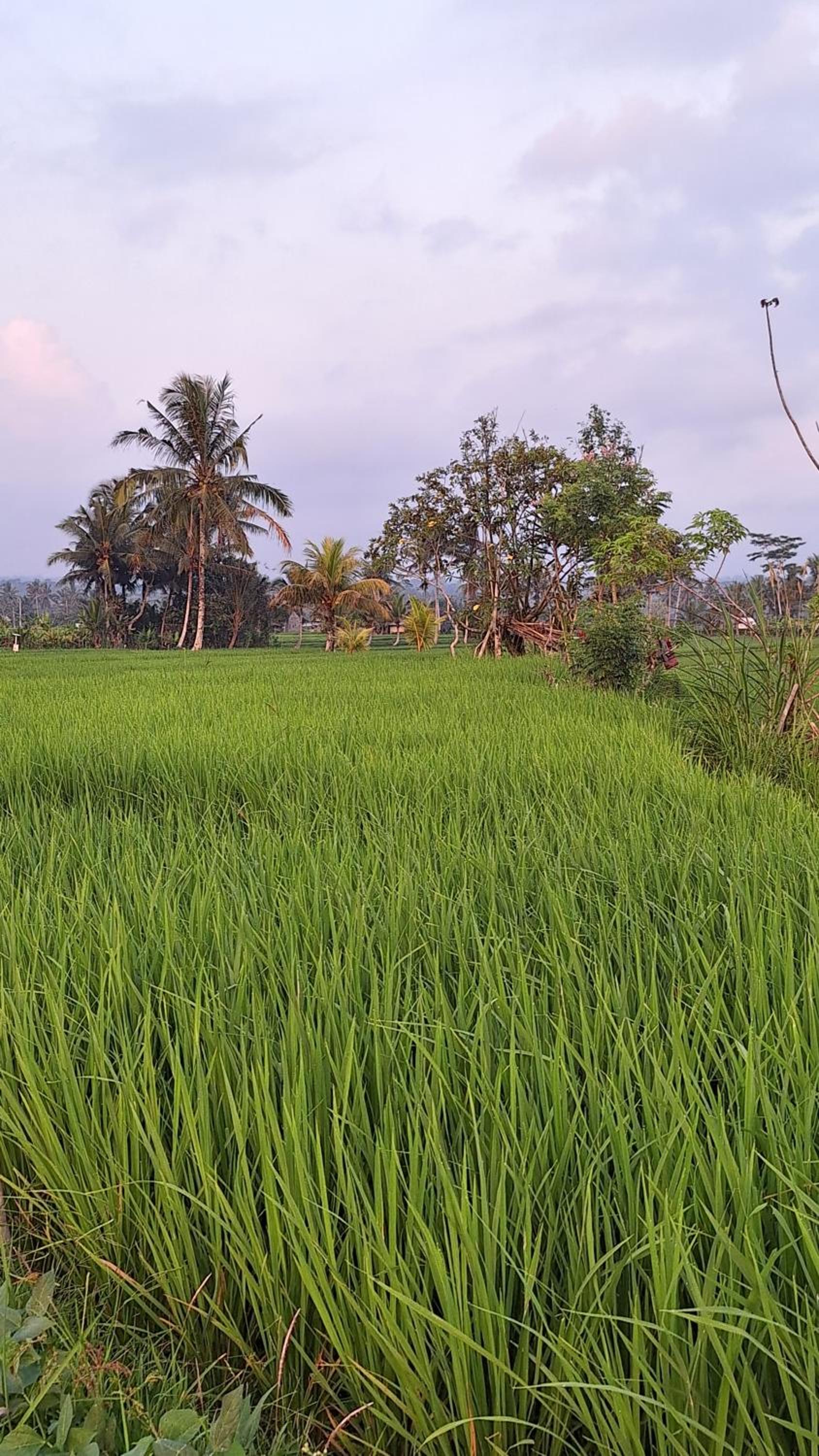 The Sari Pulagan Villa view 3