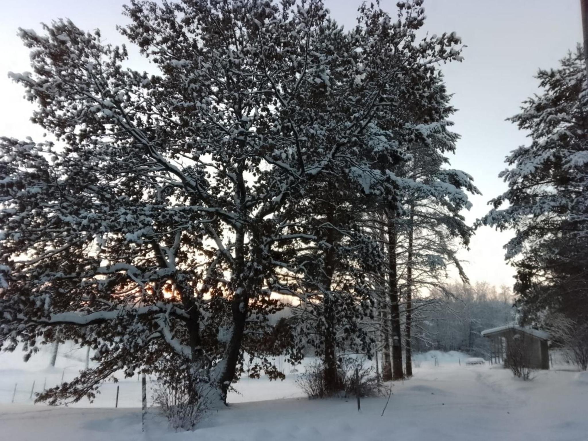 Urlaub mit Hund Bauernhof in Alleinlage in Finnland