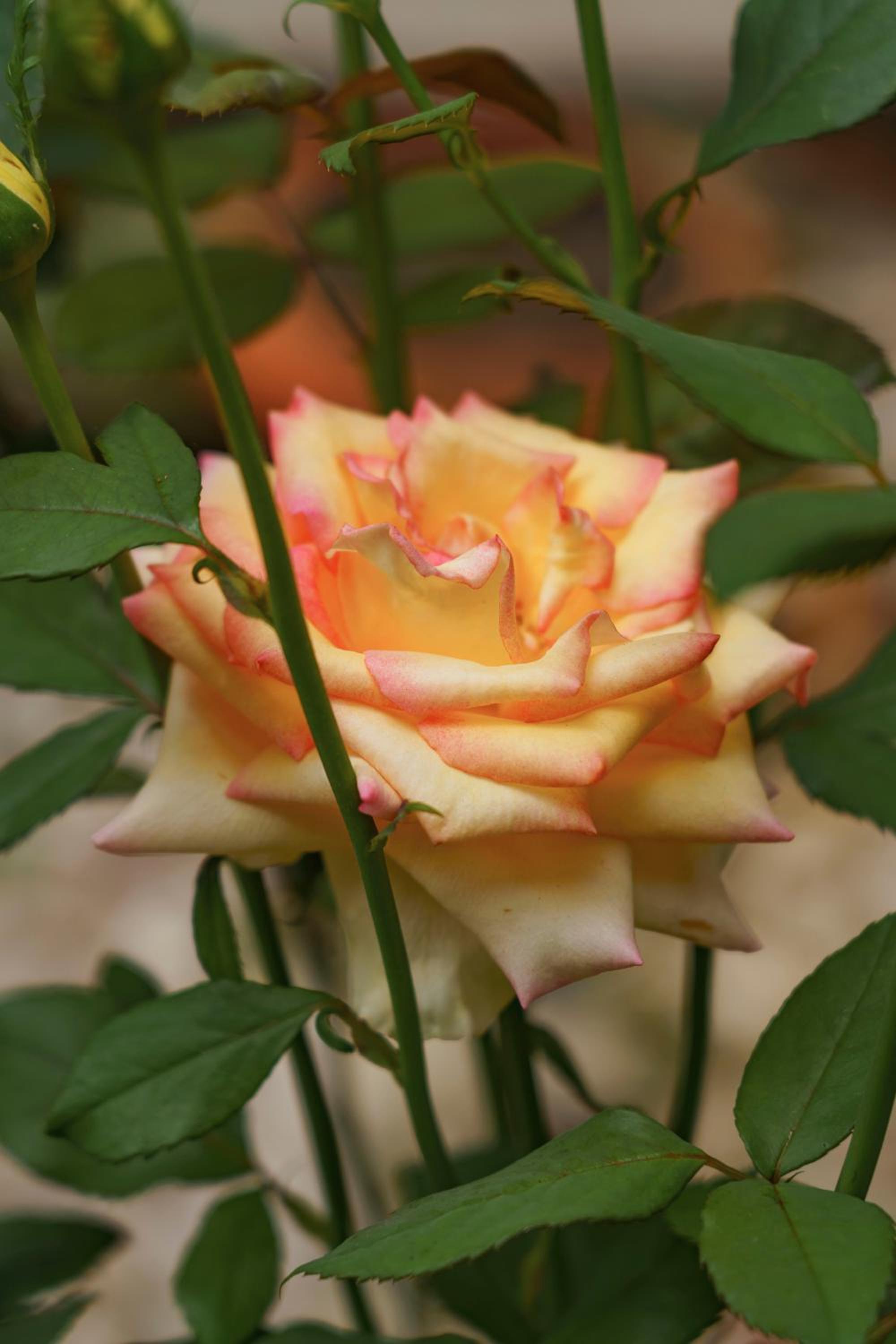 Hotel Boutique las Rosas 5 G