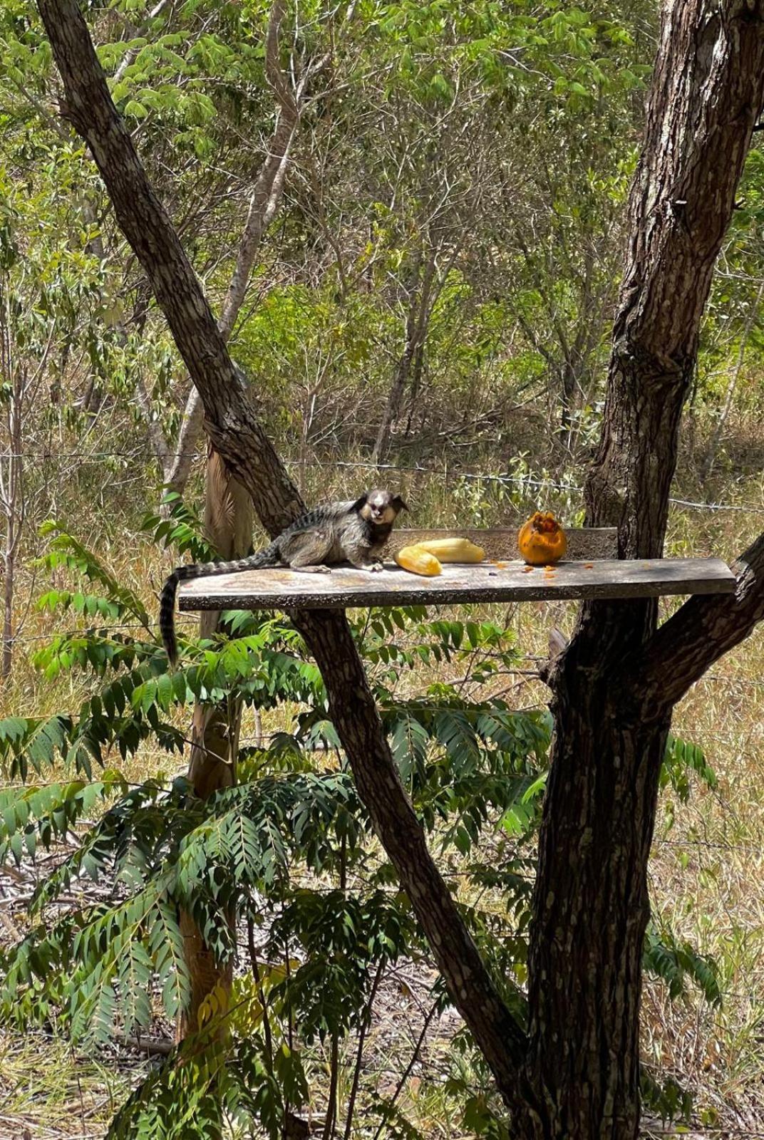 Reserva do Bosque Hospedaria e Natureza
