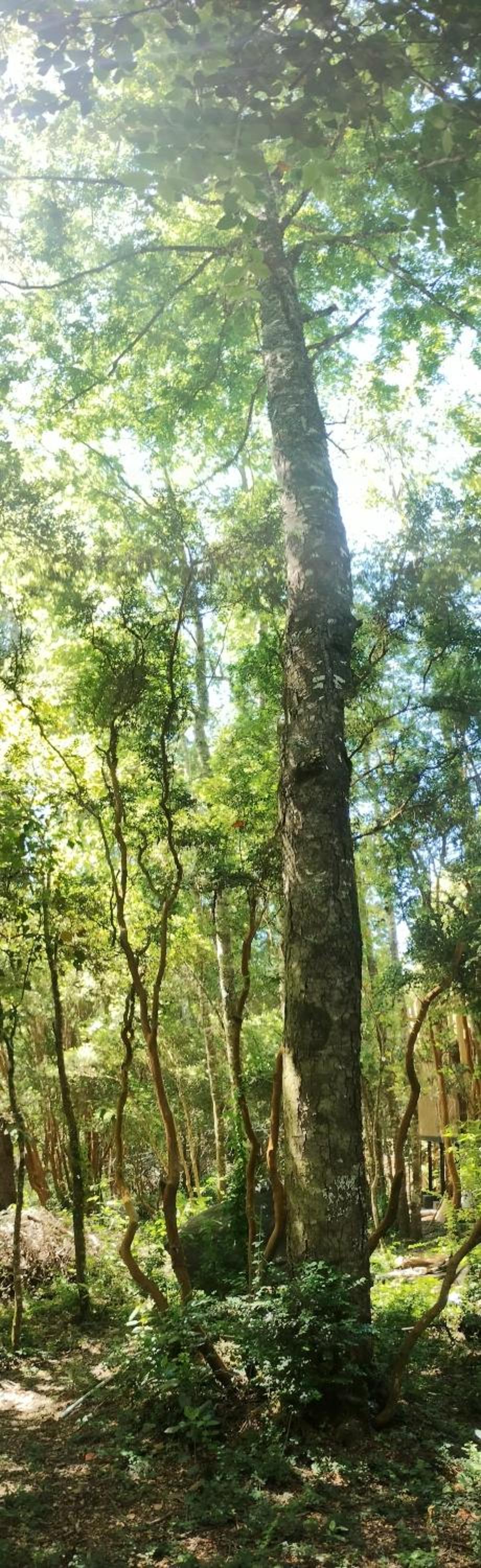 Tree lodge molco