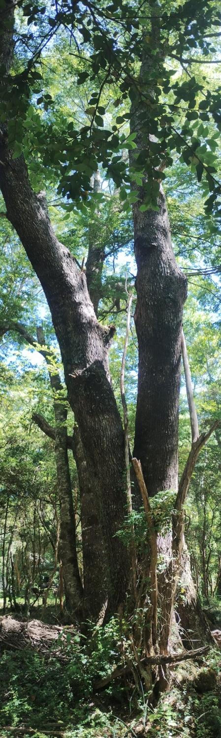 Tree lodge molco