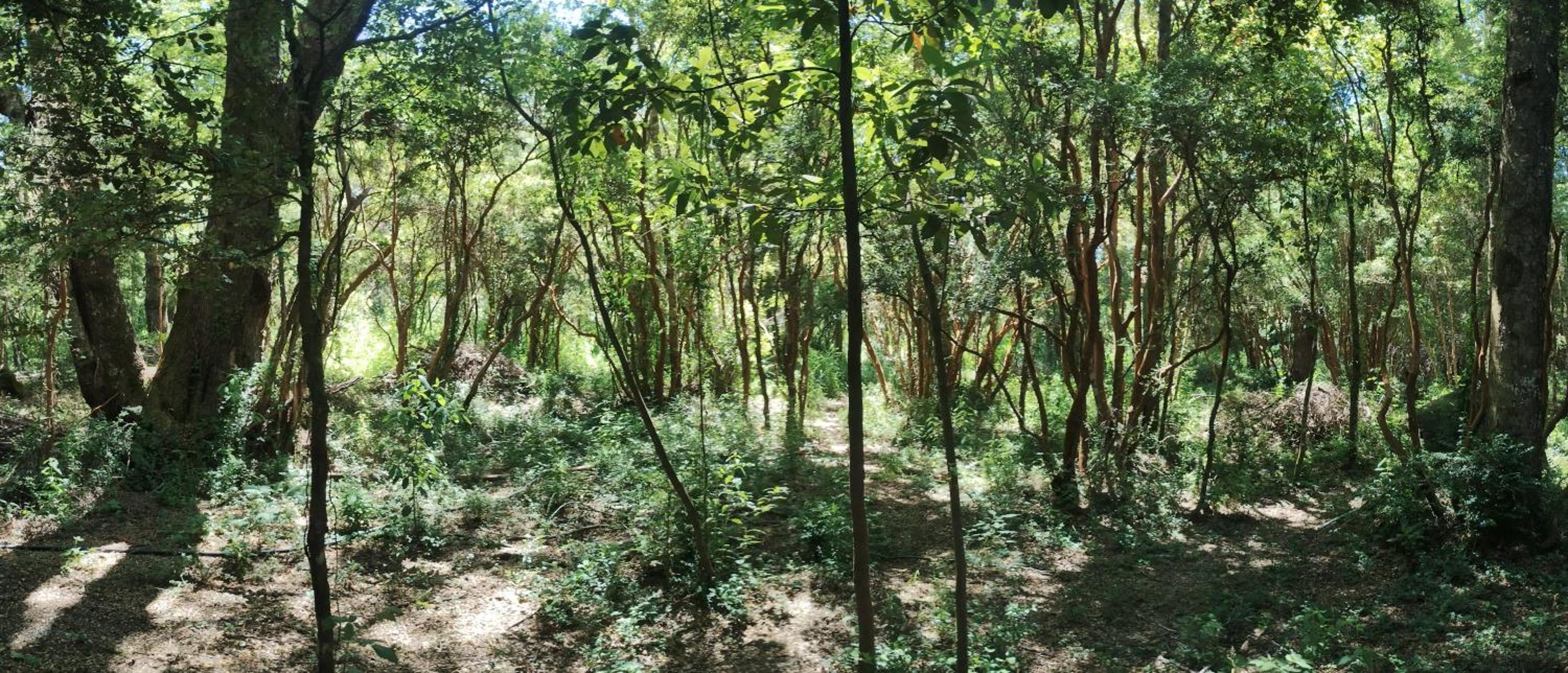Tree lodge molco