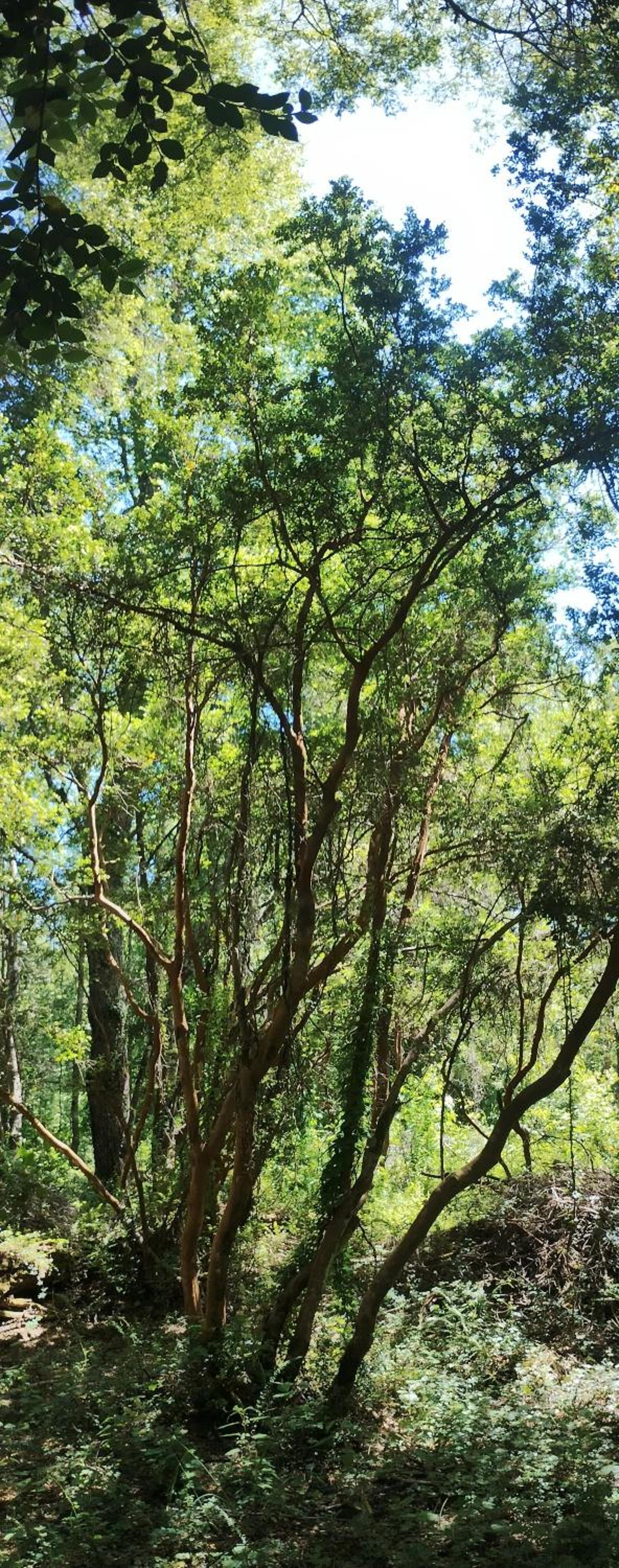 Tree lodge molco