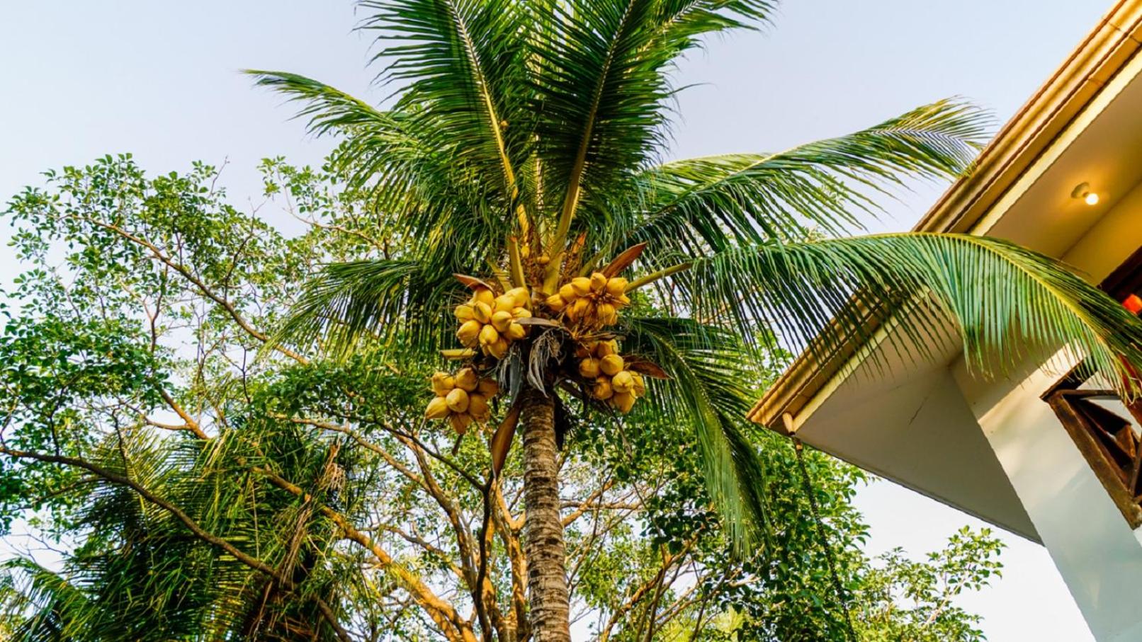 Casa tropical - Fabulous tropical house