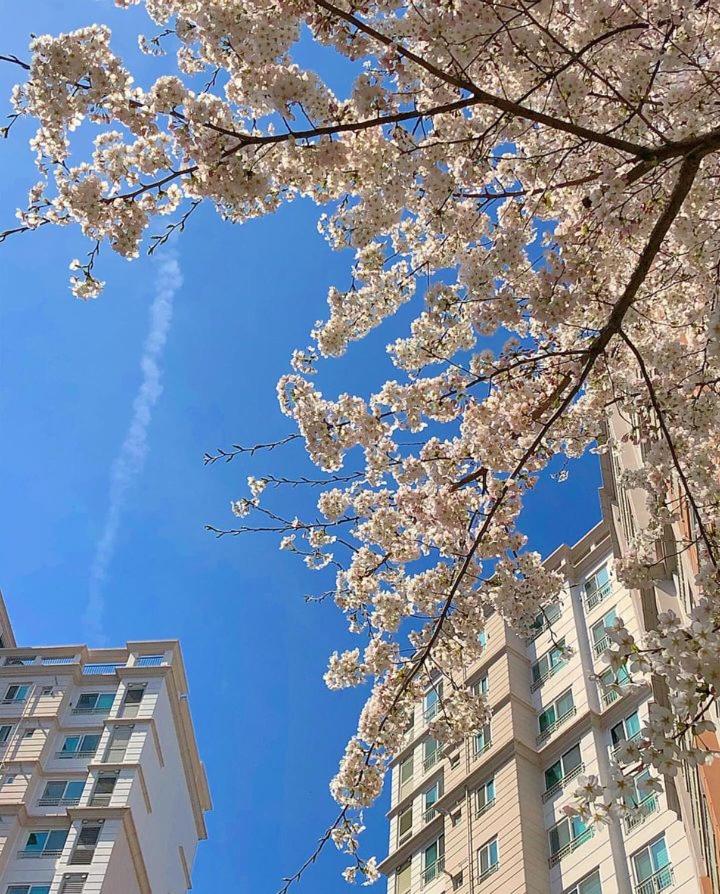 Near the Swiss Grand Hotel 110㎡ 3bedrooms APT