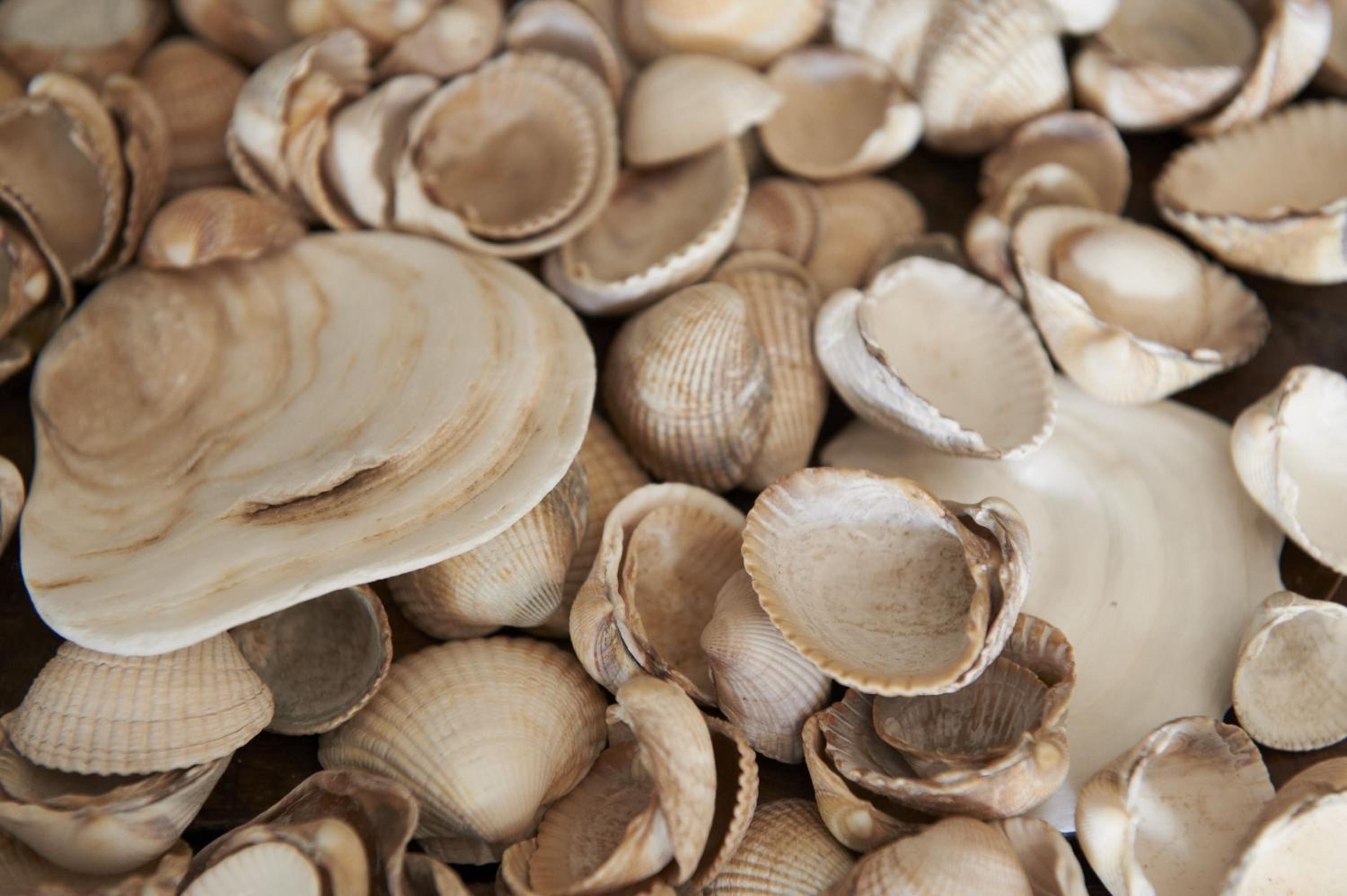 Shell