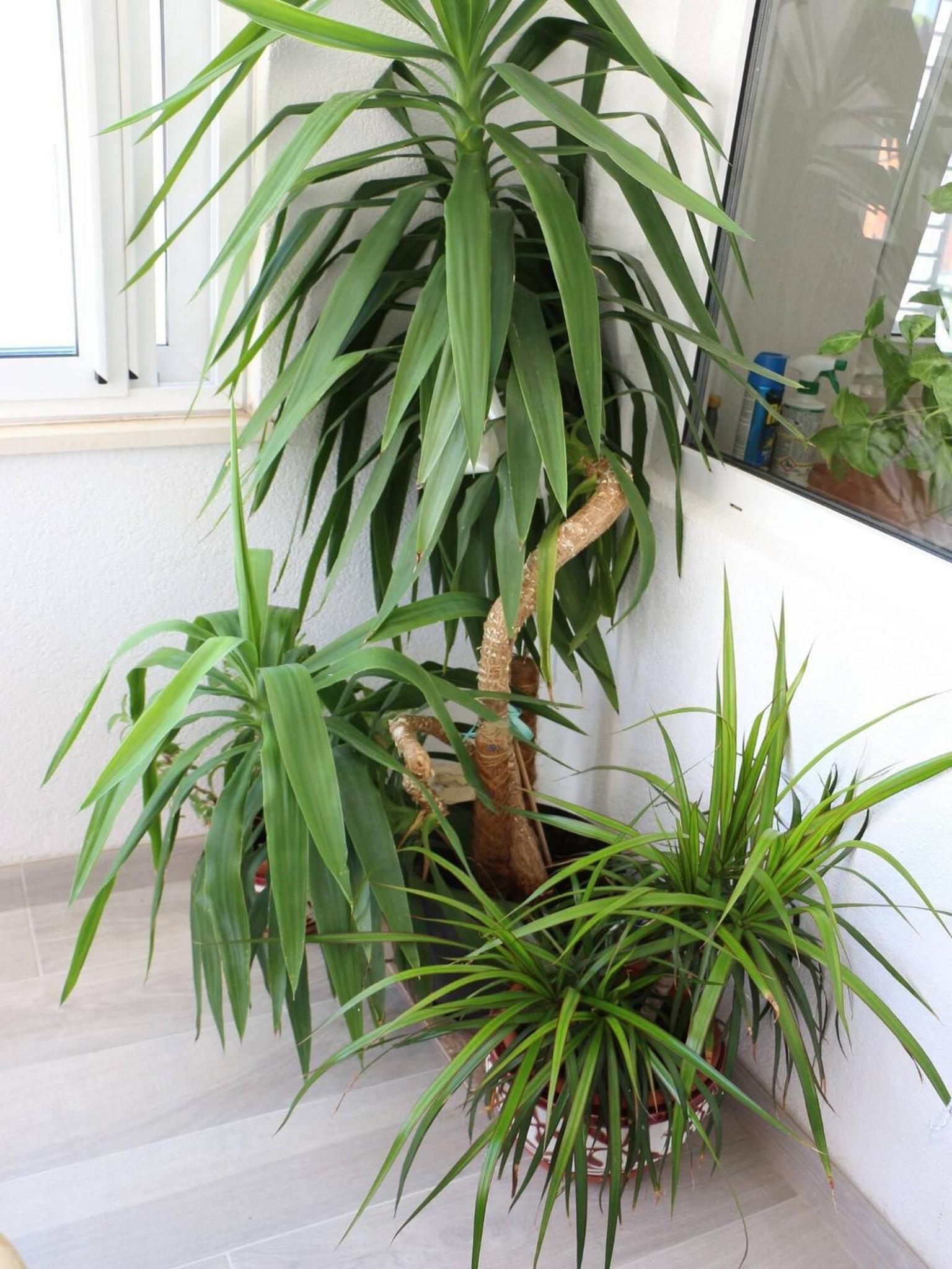 Apartment Dijana