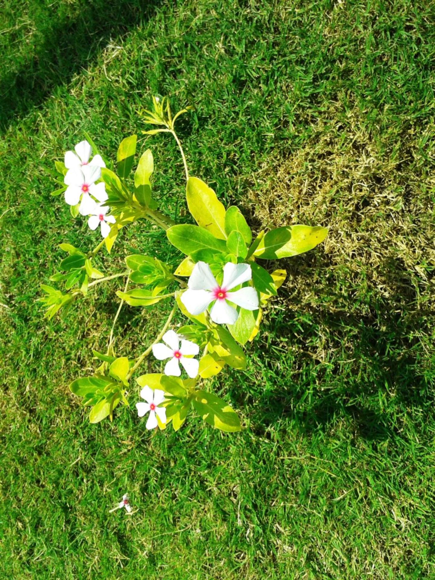 Lighthouse Nadia Apartlar - Image 22