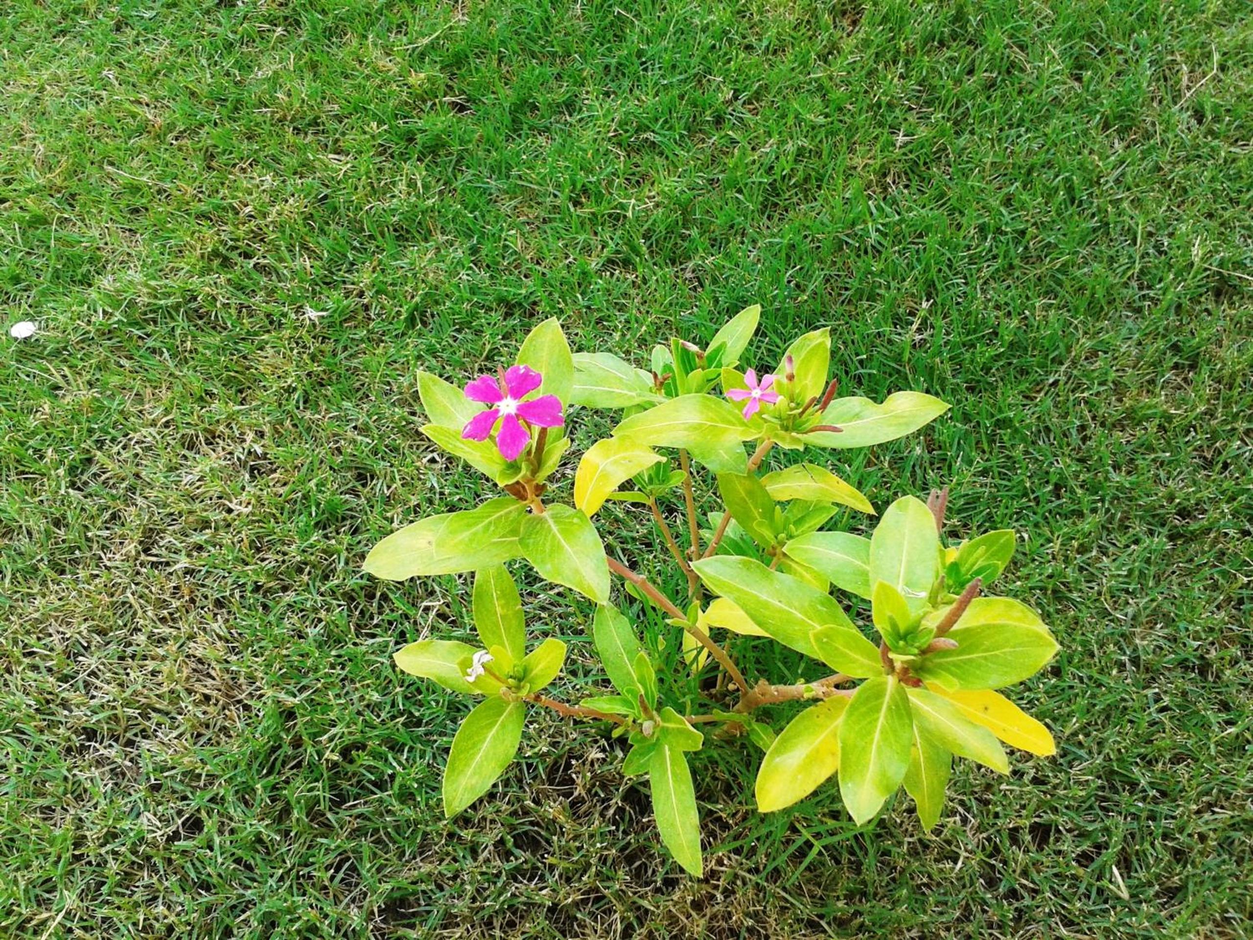 Lighthouse Nadia Apartlar - Image 49