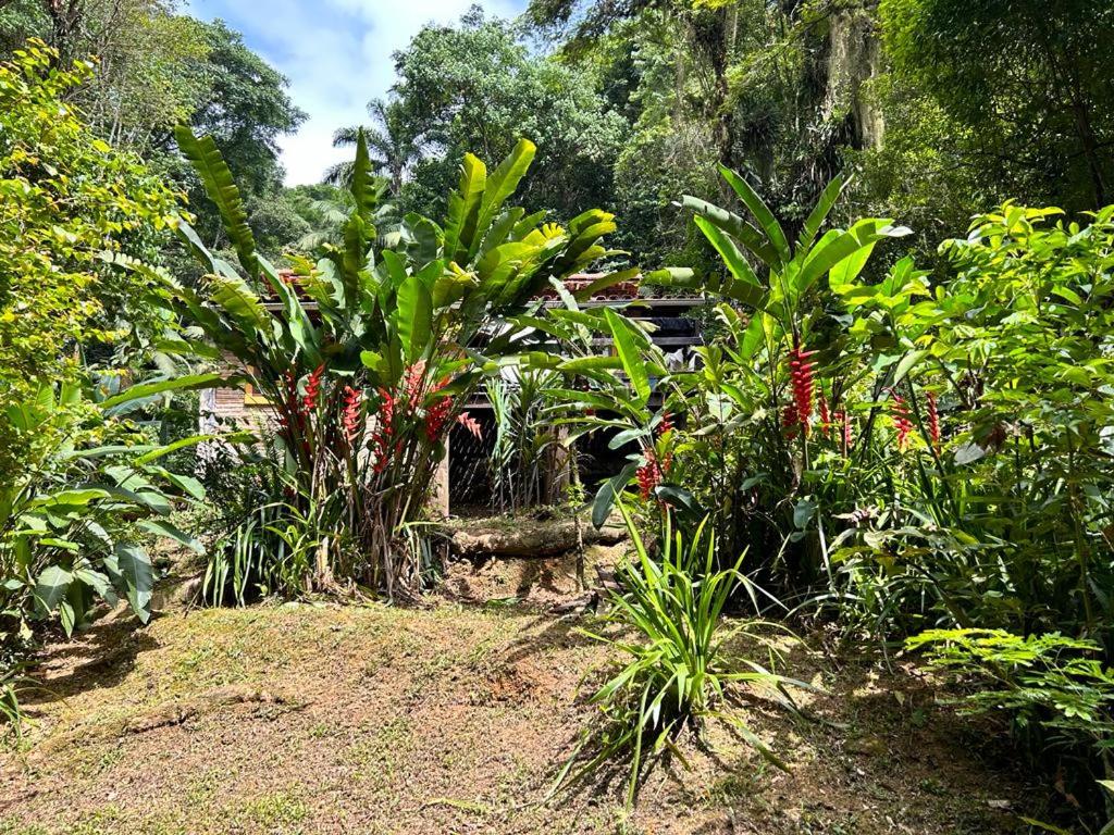 Flor da Mata