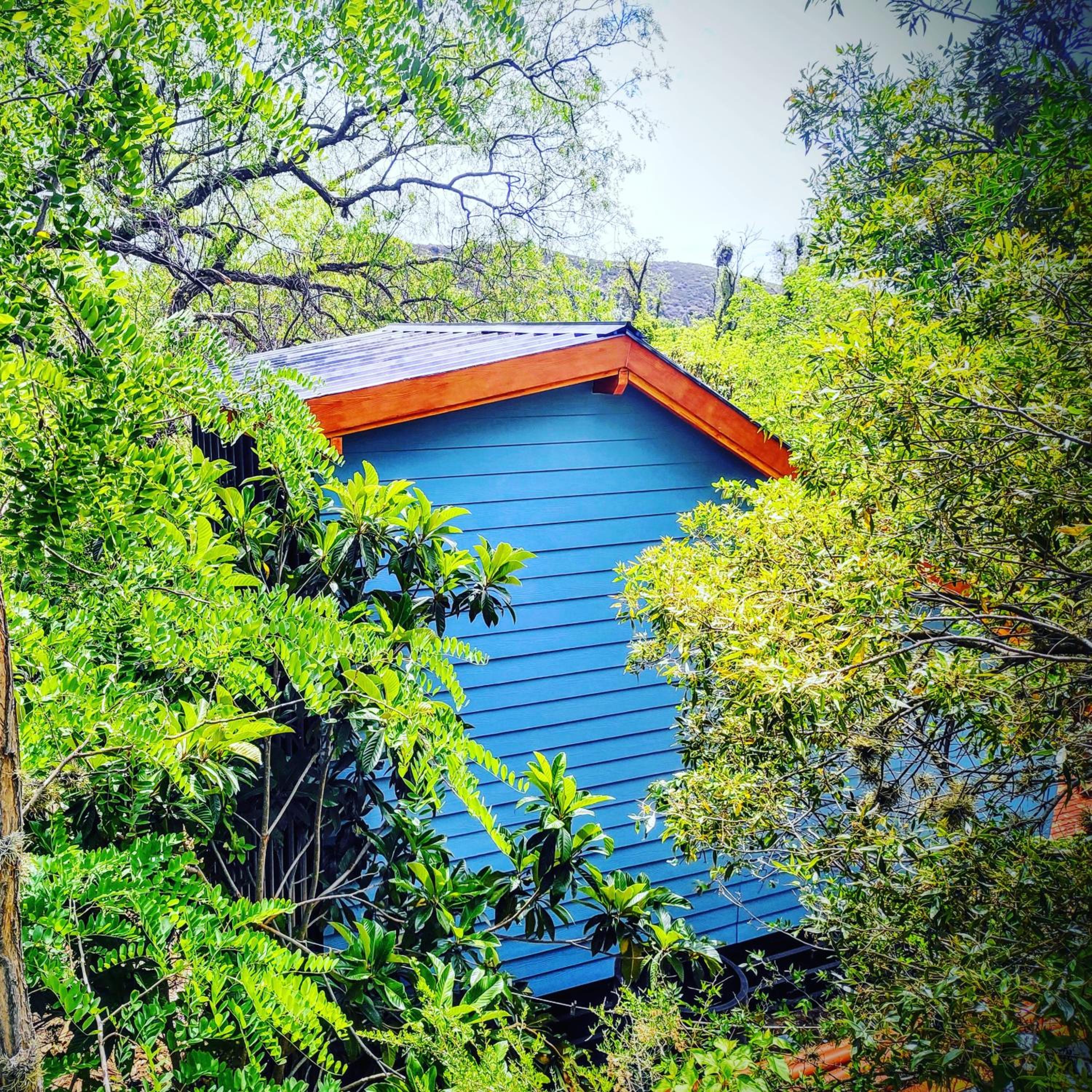 Cedro Azul