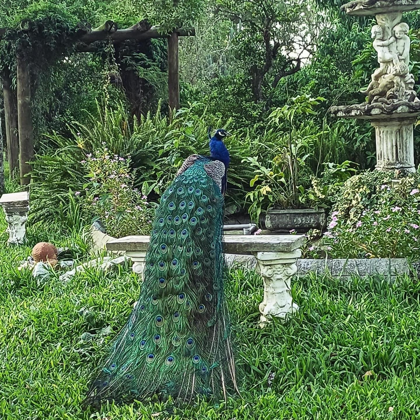 Chácara Rosa Cortiana