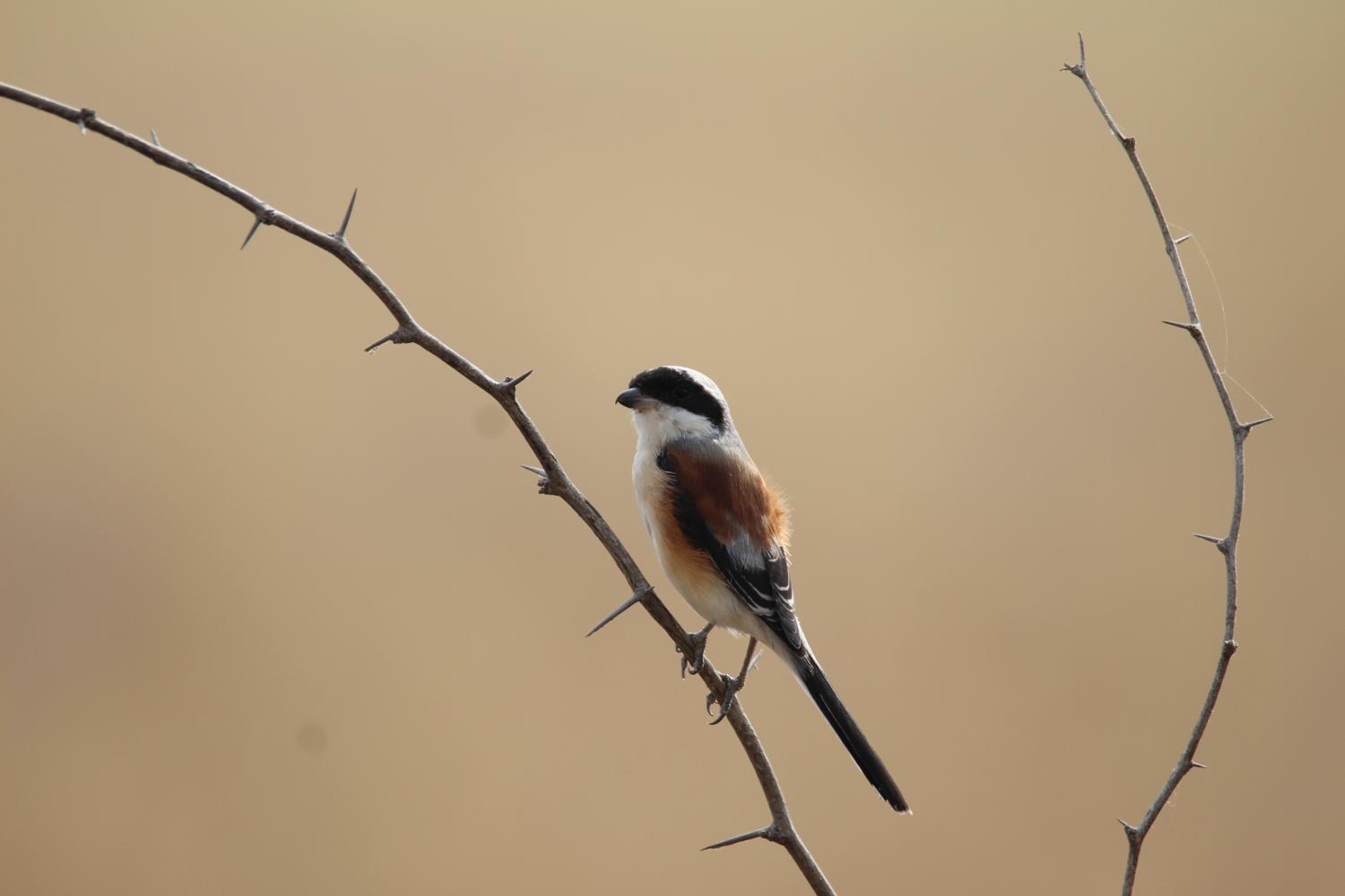 The Blackbuck Trails Velavadar