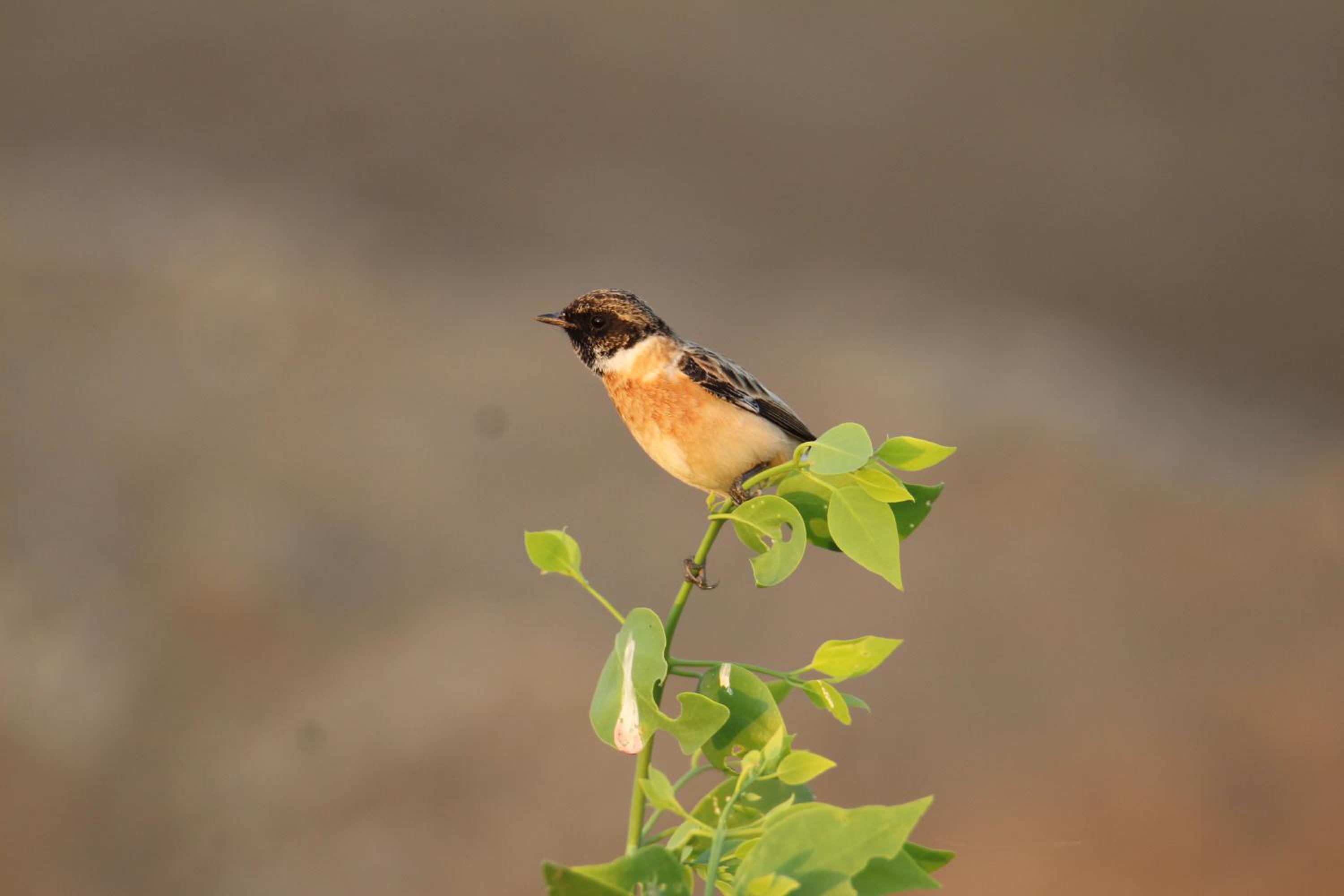 The Blackbuck Trails Velavadar