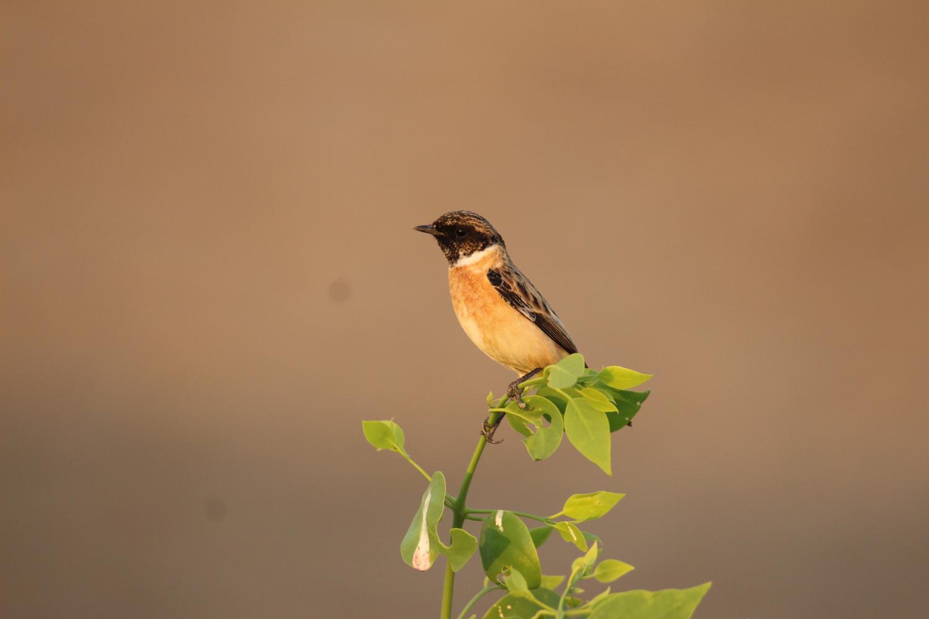 The Blackbuck Trails Velavadar