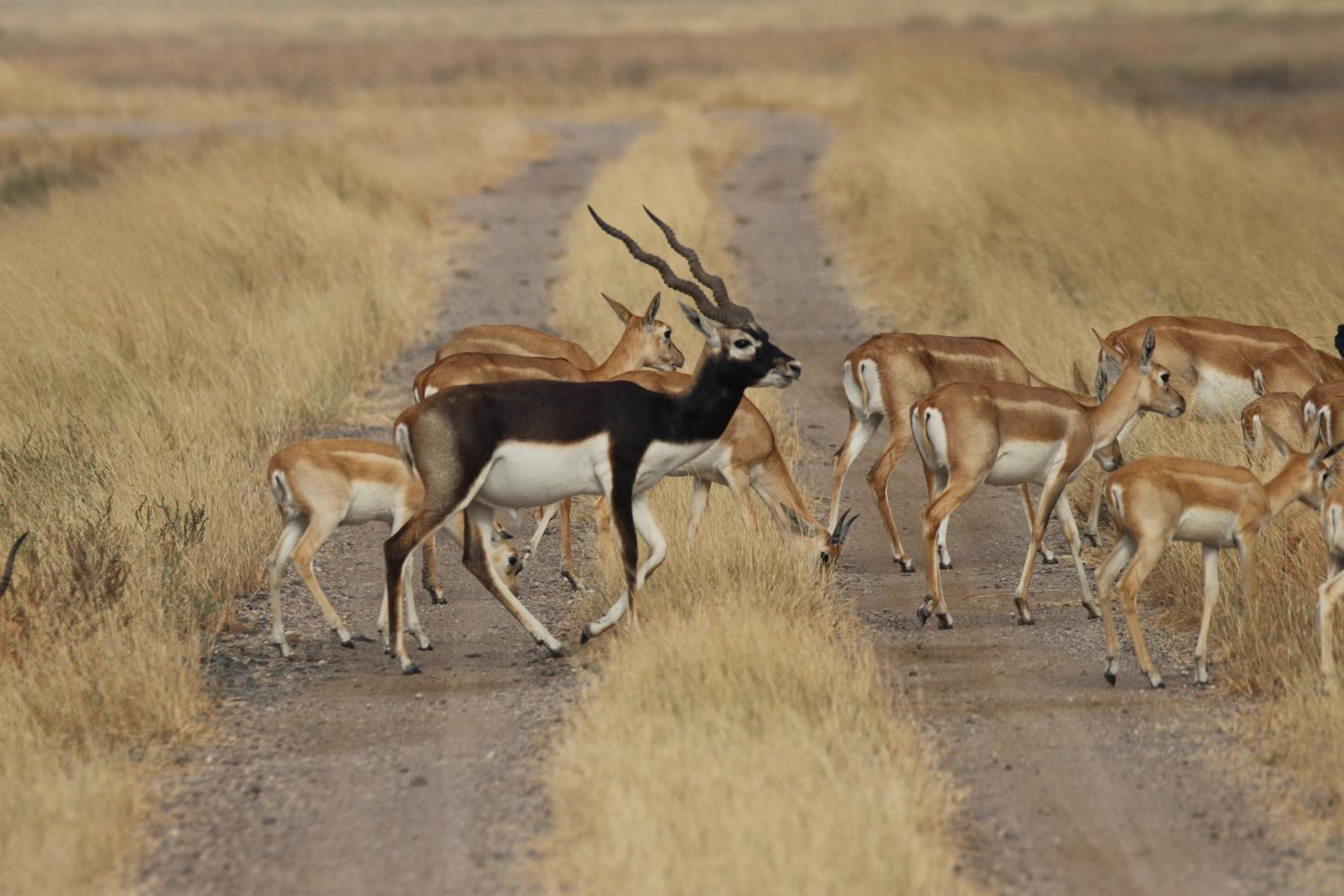The Blackbuck Trails Velavadar