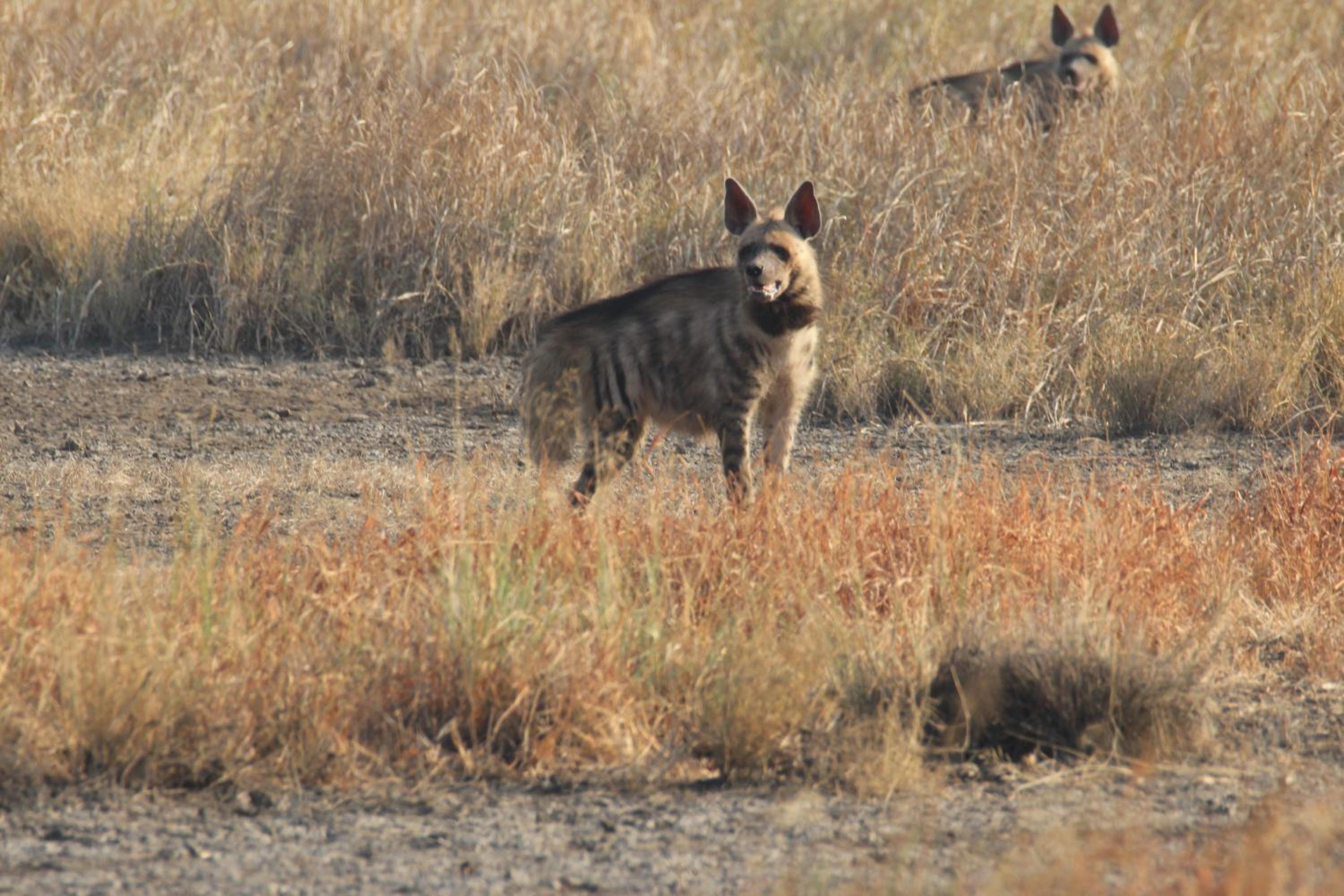 The Blackbuck Trails Velavadar