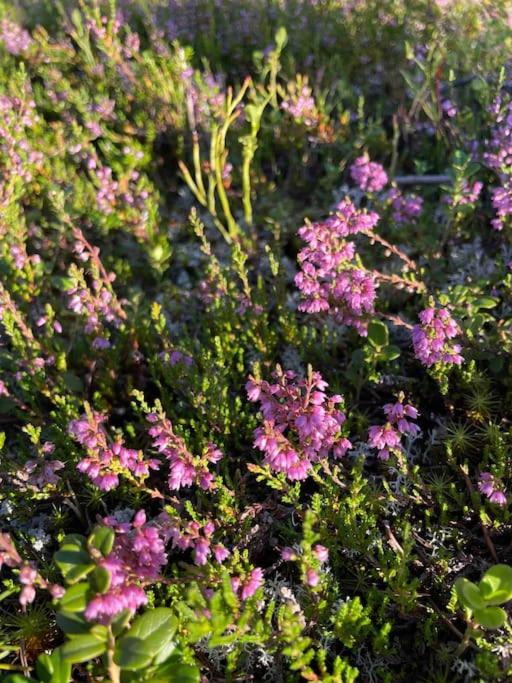 Photo 44