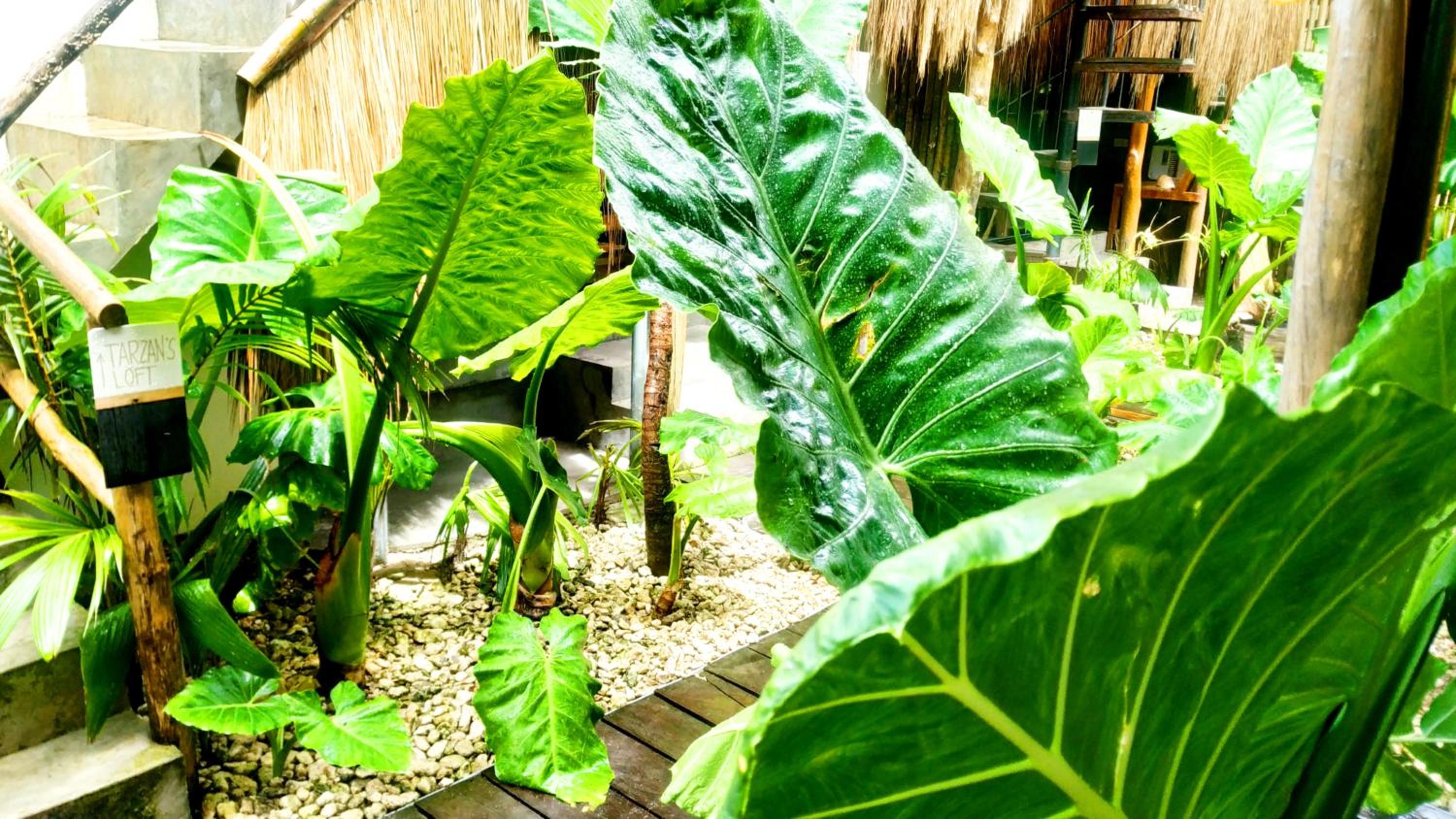 Tarzan's House view 3