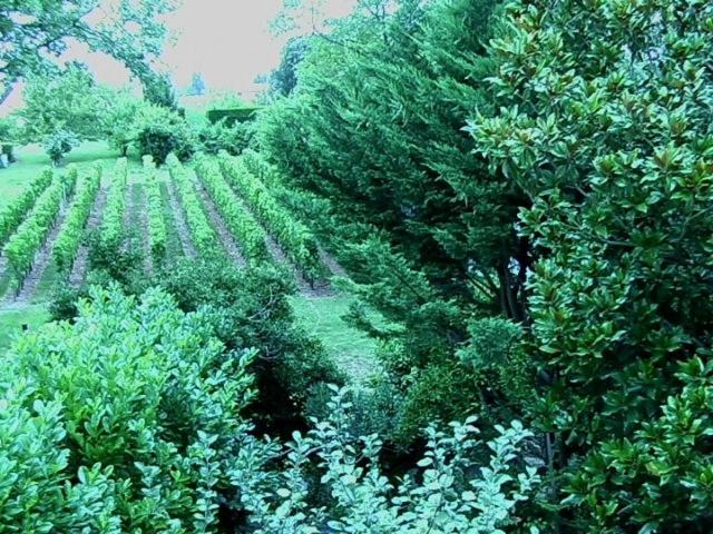Les ID de Saint Emilion, photo 4