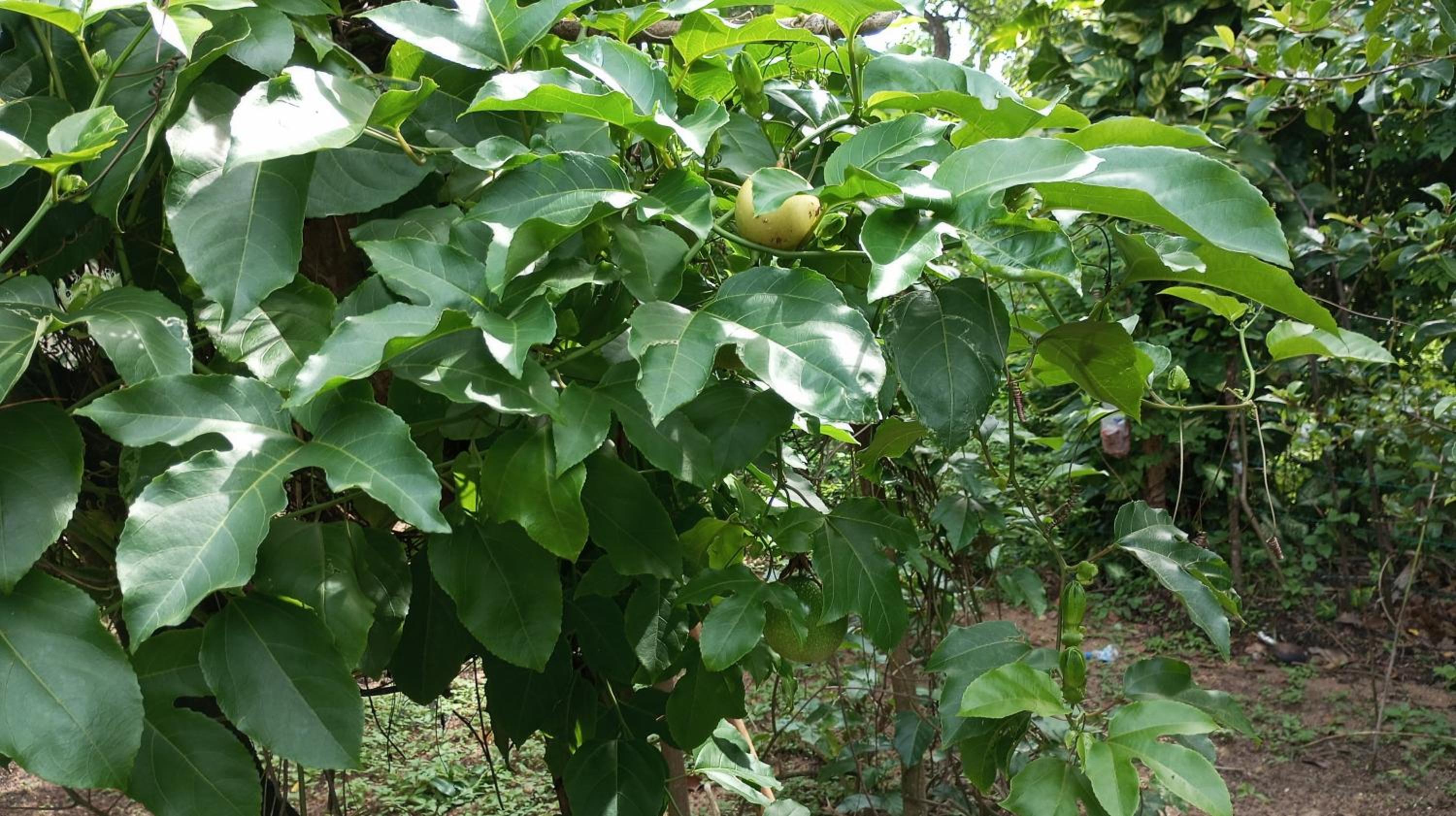 Leafy Villa view 3