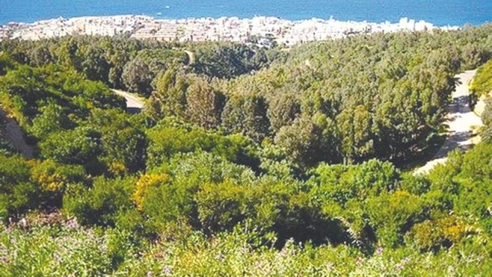 Bainem plage forêt