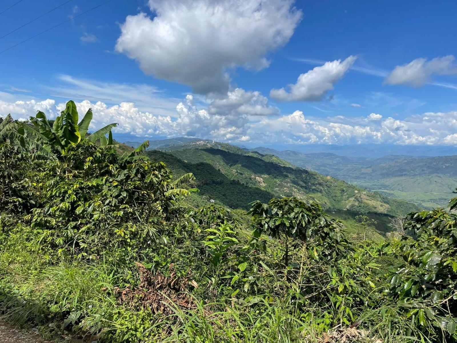 Itaca Hostel finca Cafetera