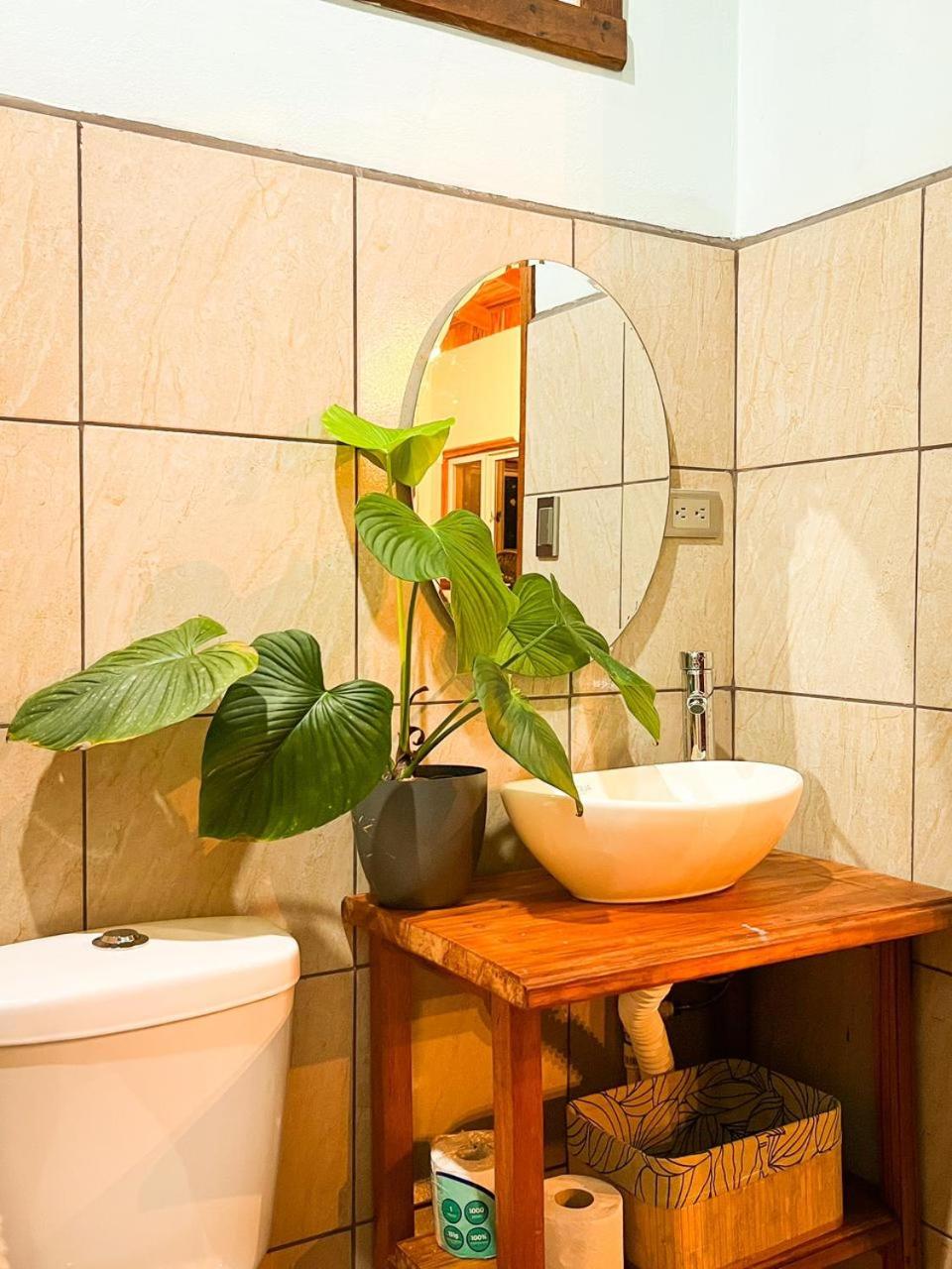 Ficus house