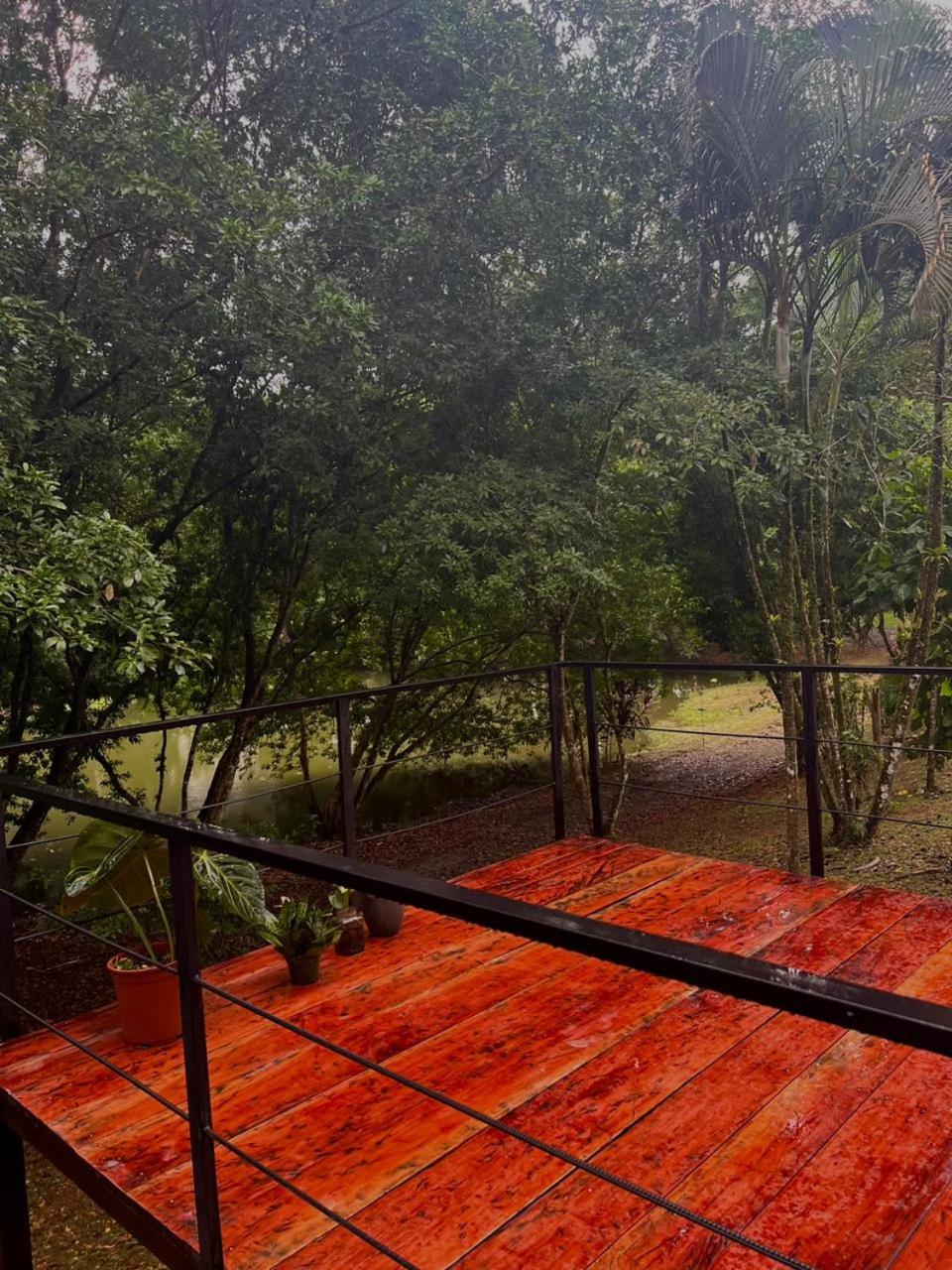 Ficus house