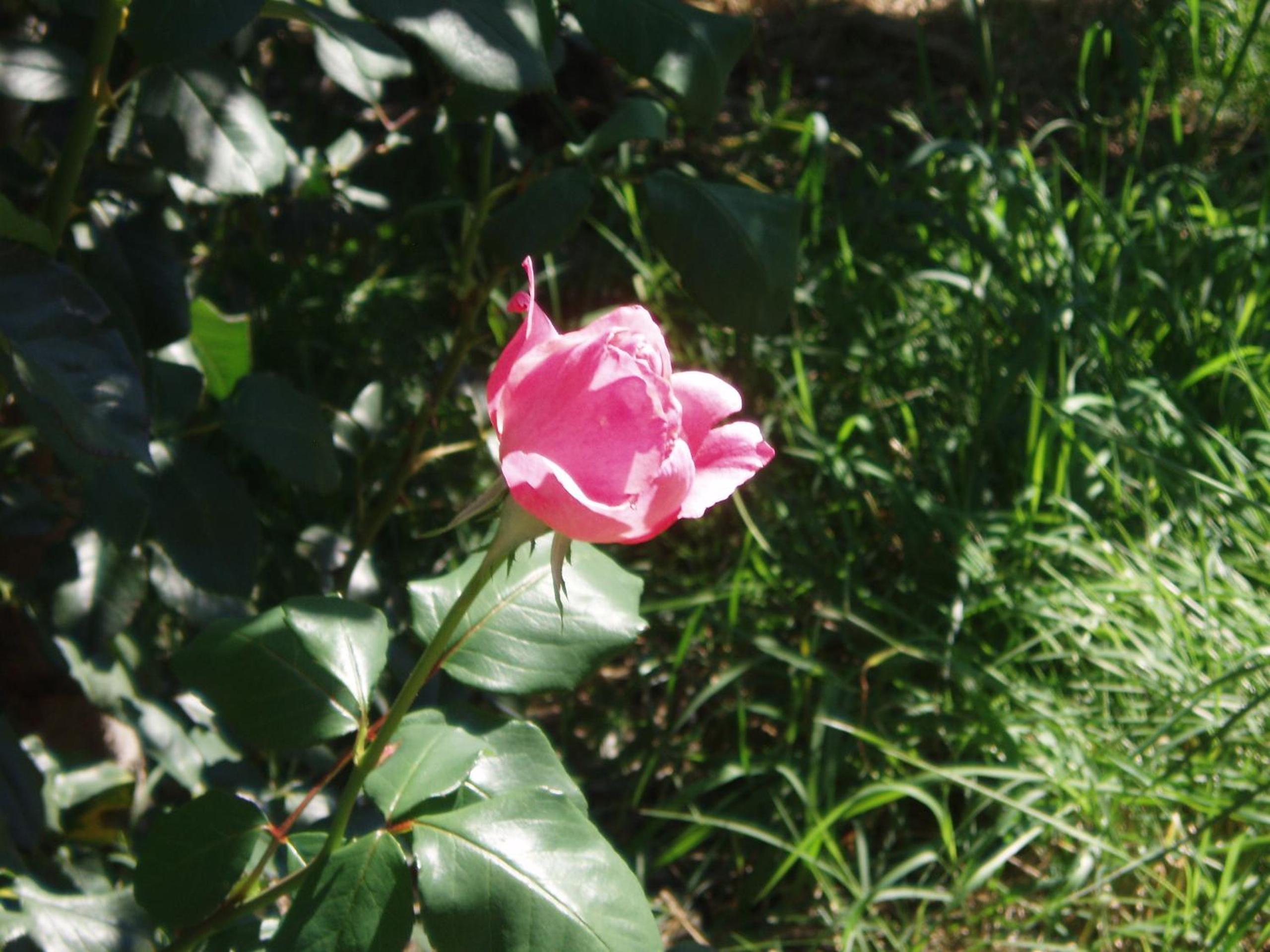 Photo 25