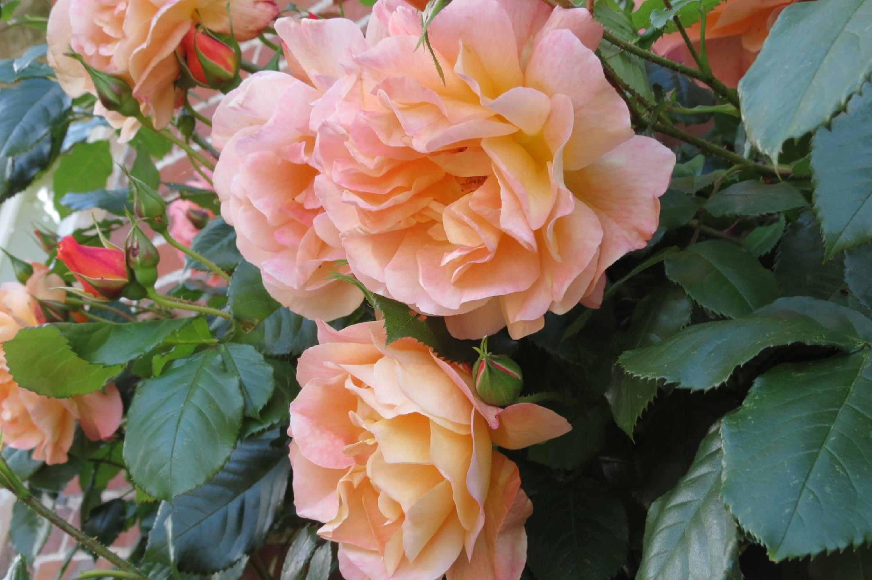 Photo 42
