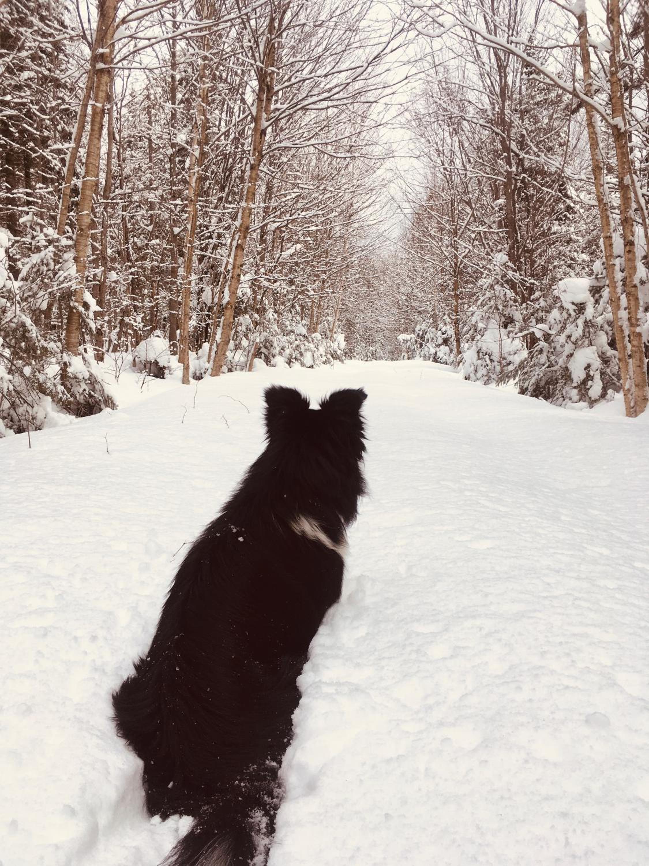 Mont Megantic - Chalet Le Madison
