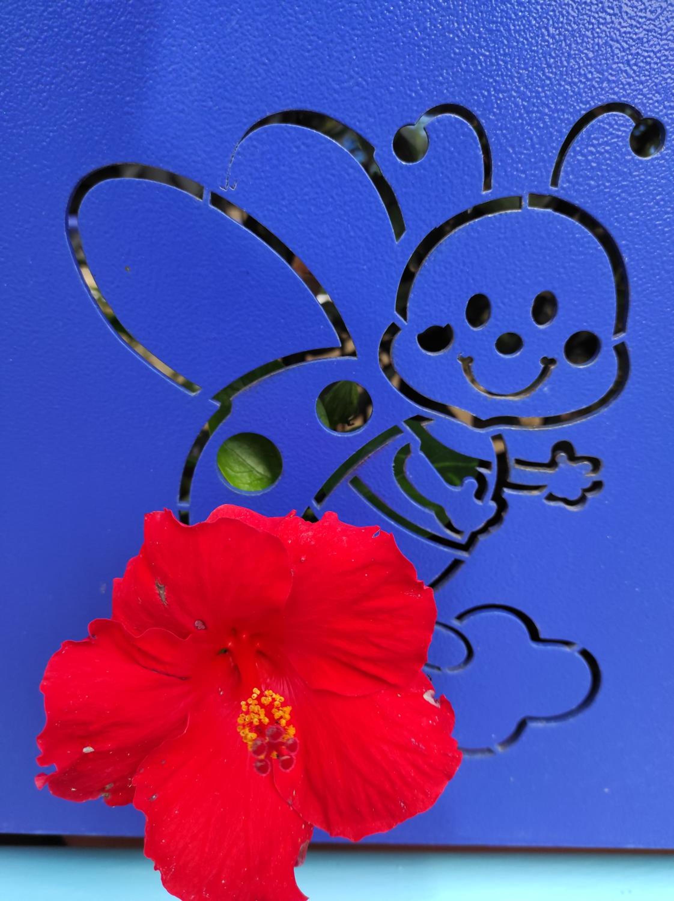 Coccinella