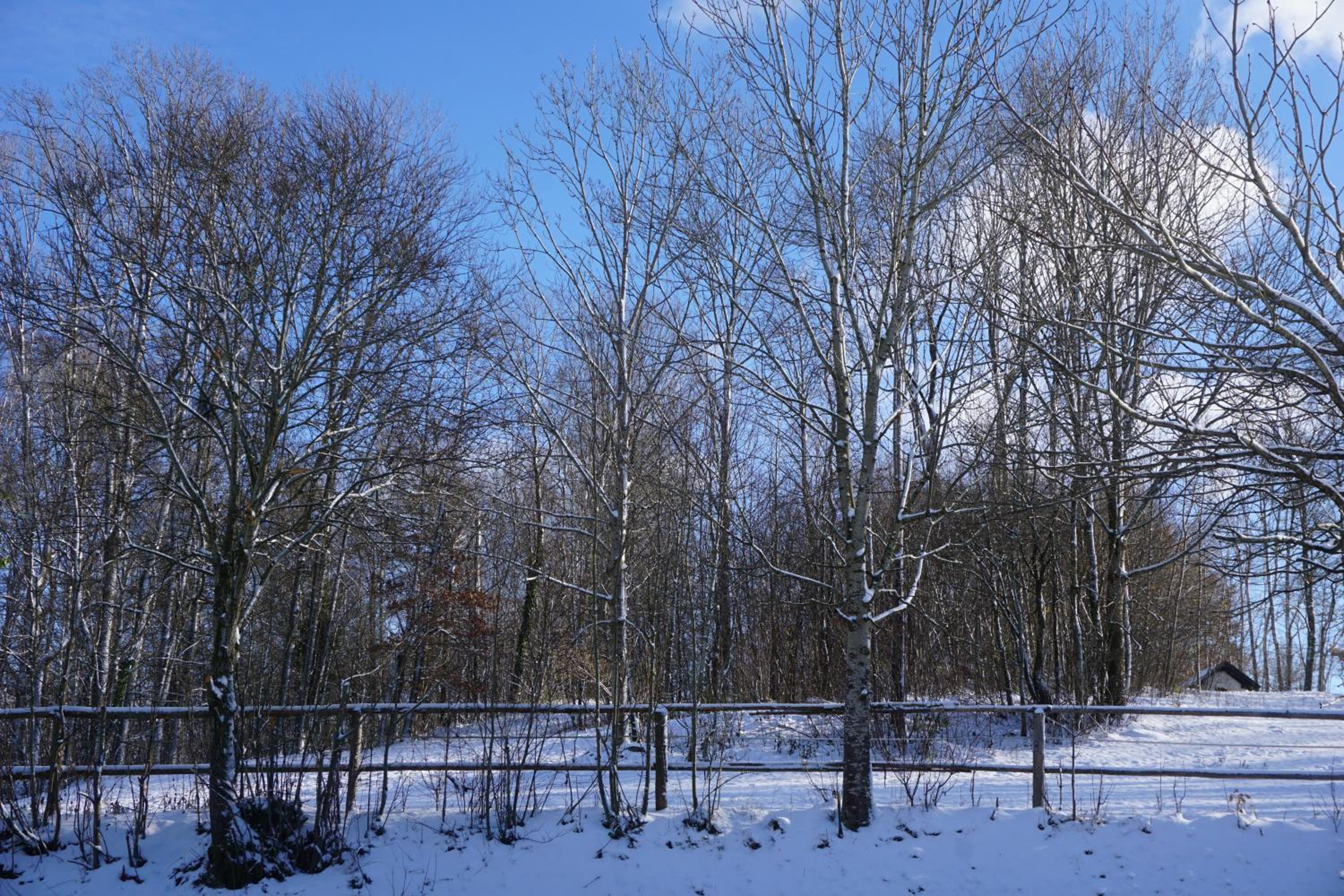 Chalet Waldzeit