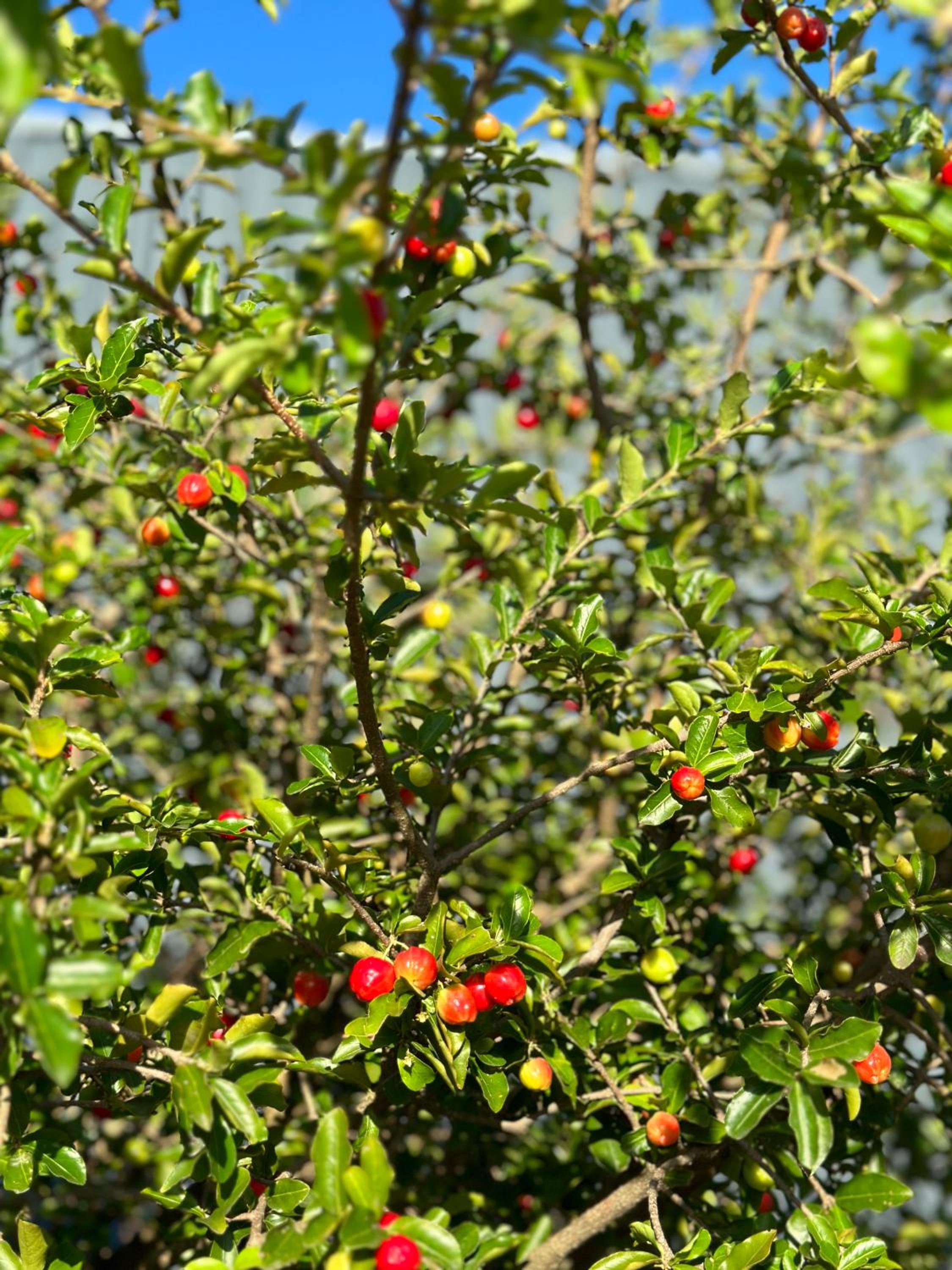 O Chalé Bombinhas Porto Belo