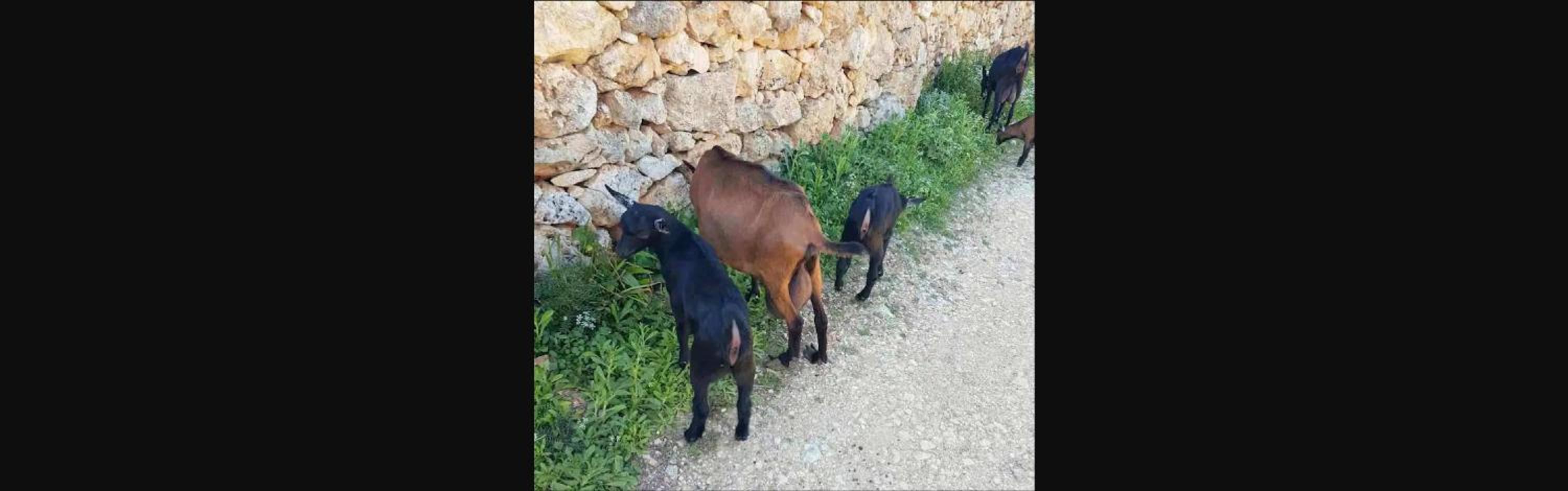 Damianakis Village Rethymno