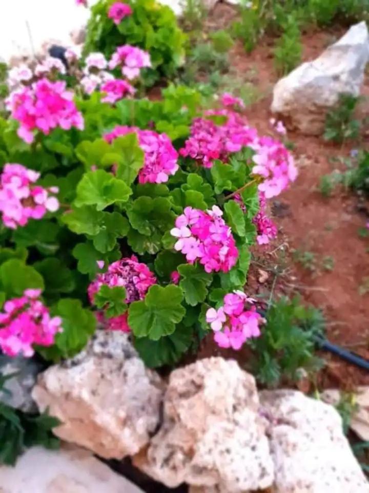 Damianakis Village Rethymno