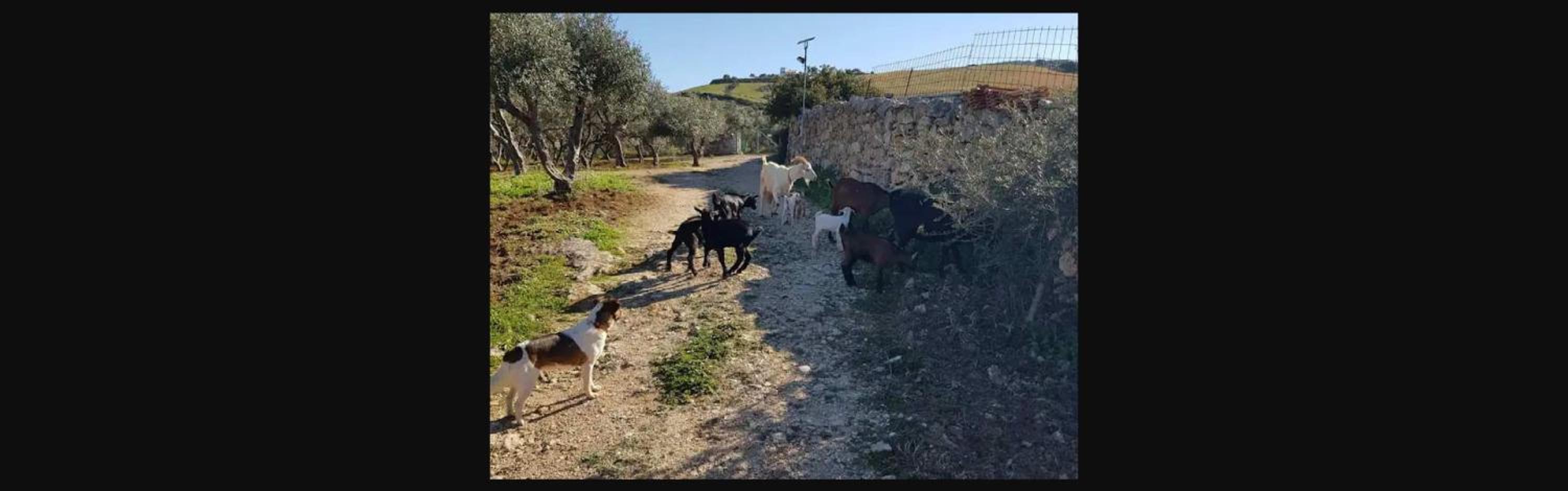 Damianakis Village Rethymno