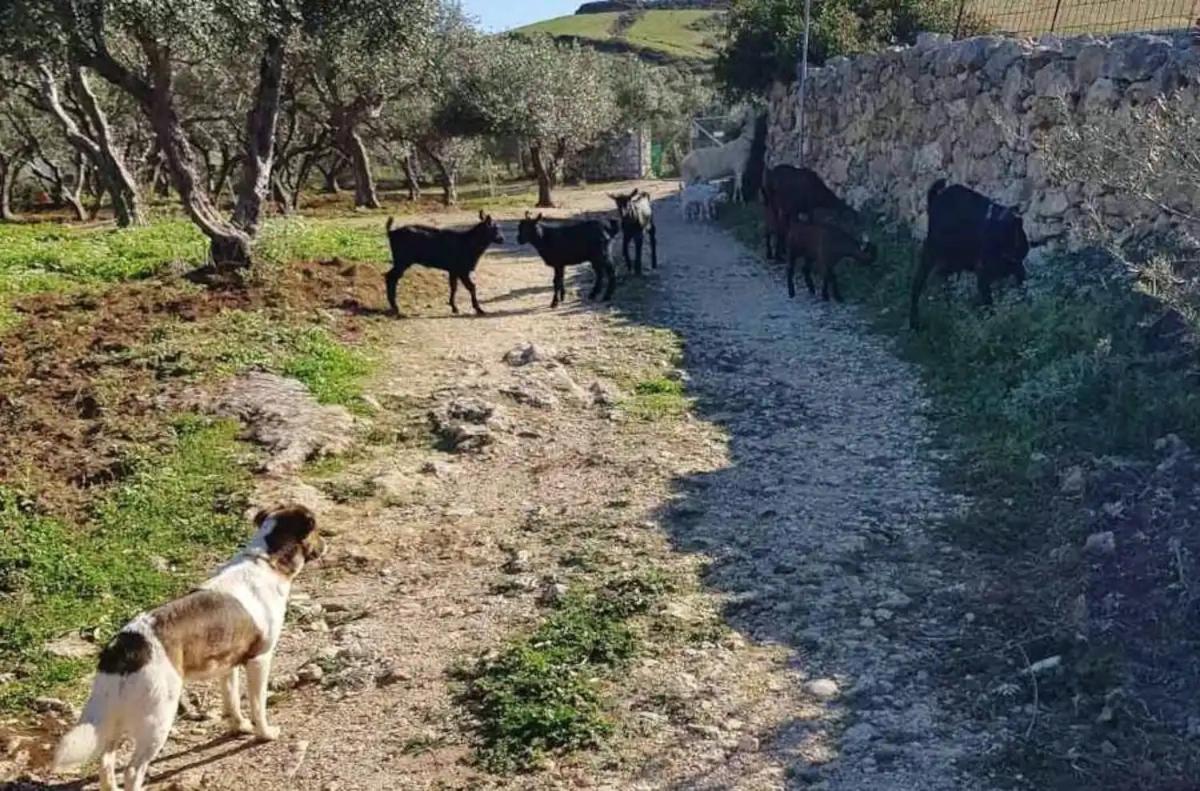 Damianakis Village Rethymno