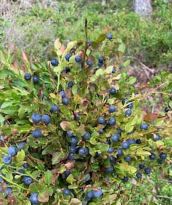 Photo 8
